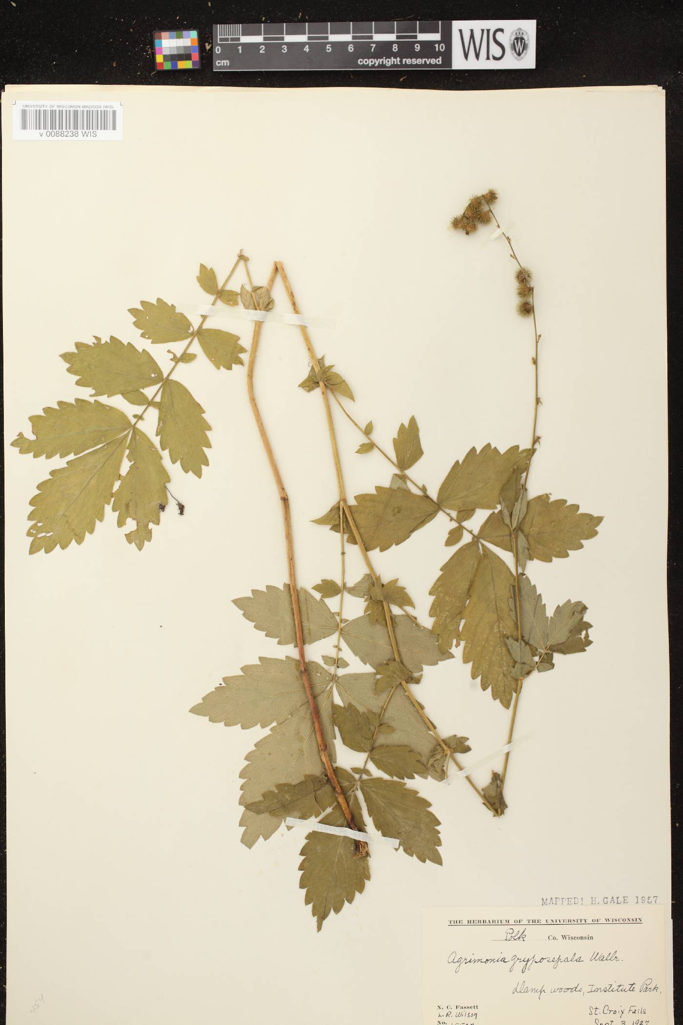 Agrimonia gryposepala image