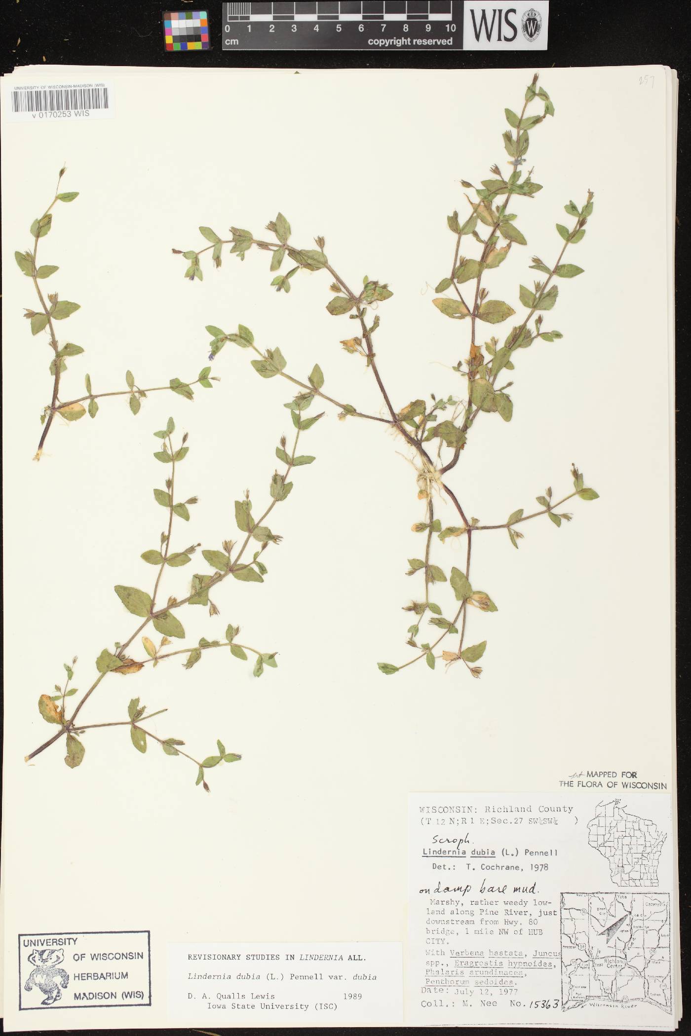 Lindernia dubia image