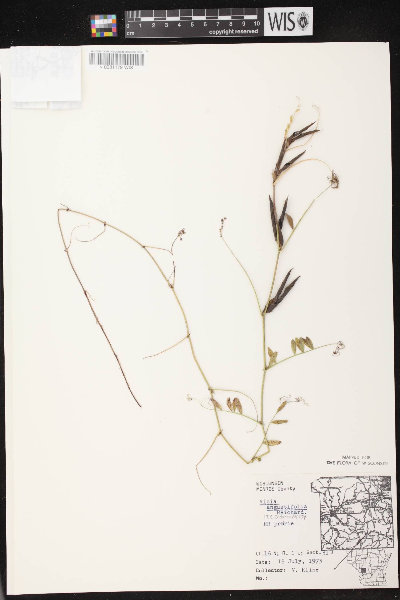 Vicia sativa subsp. nigra image