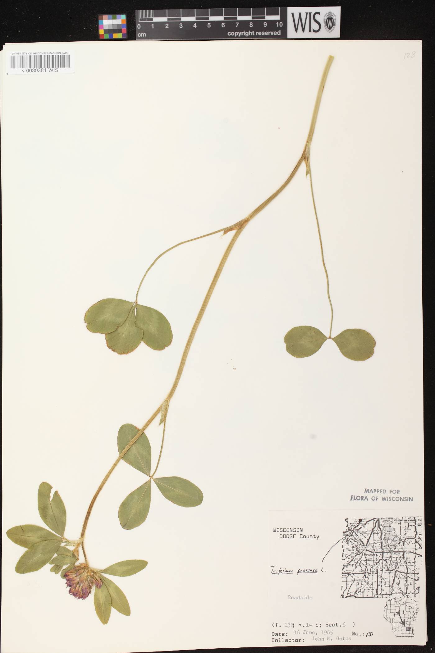 Trifolium pratense image