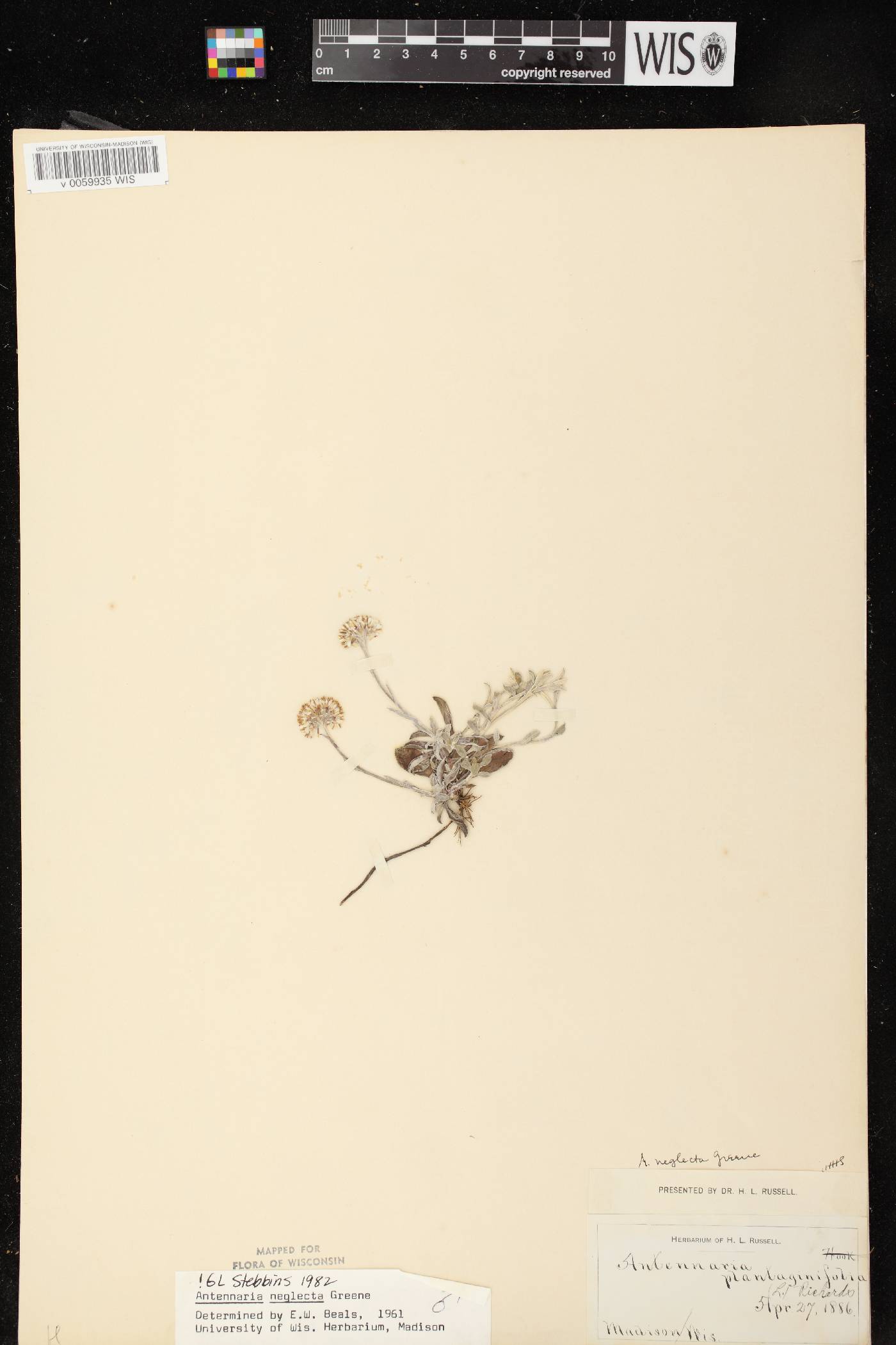 Antennaria neglecta image