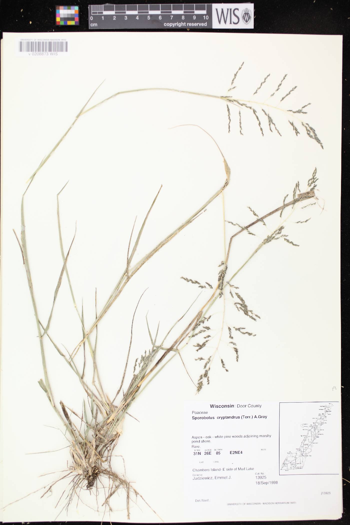Sporobolus cryptandrus image