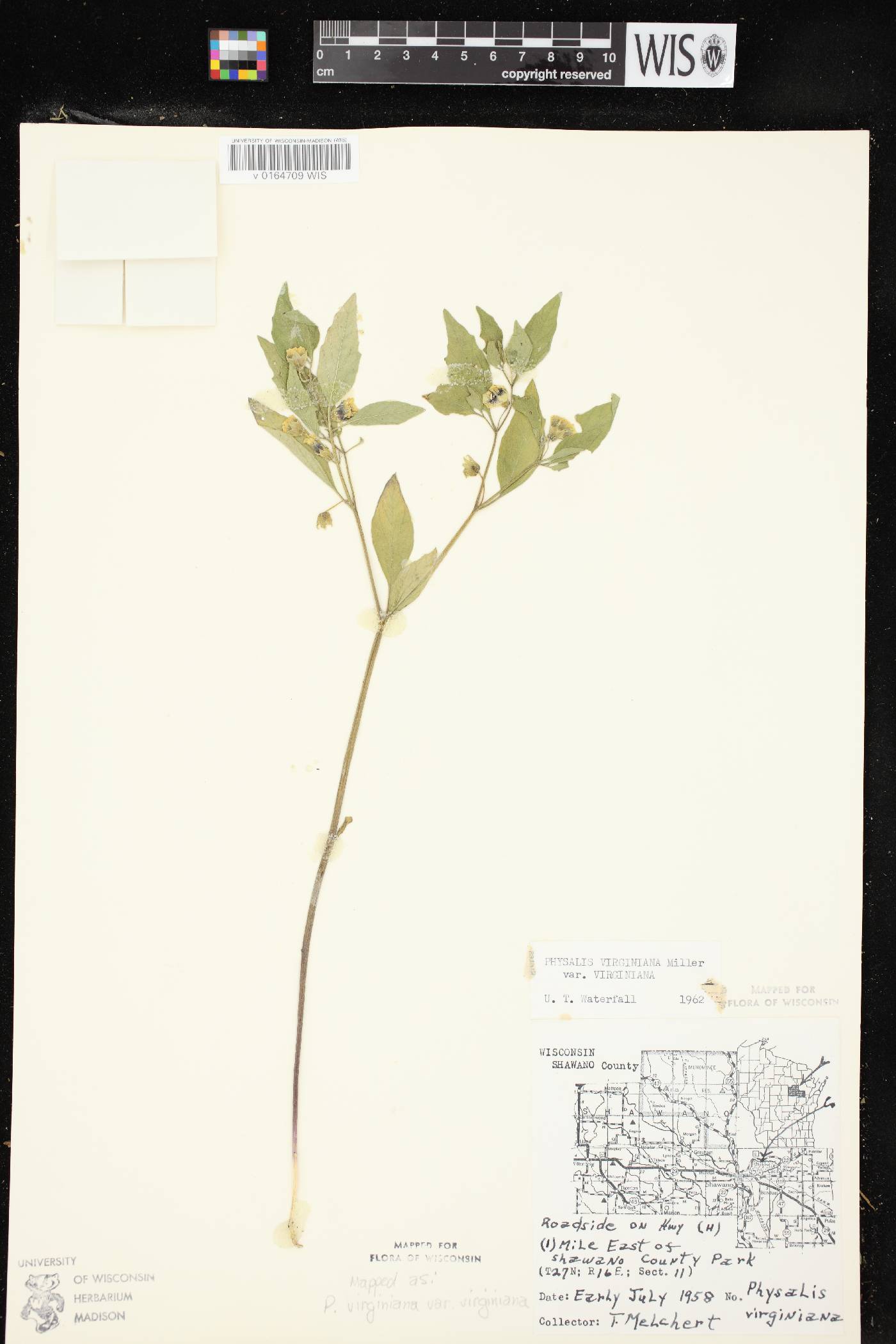 Physalis virginiana var. virginiana image