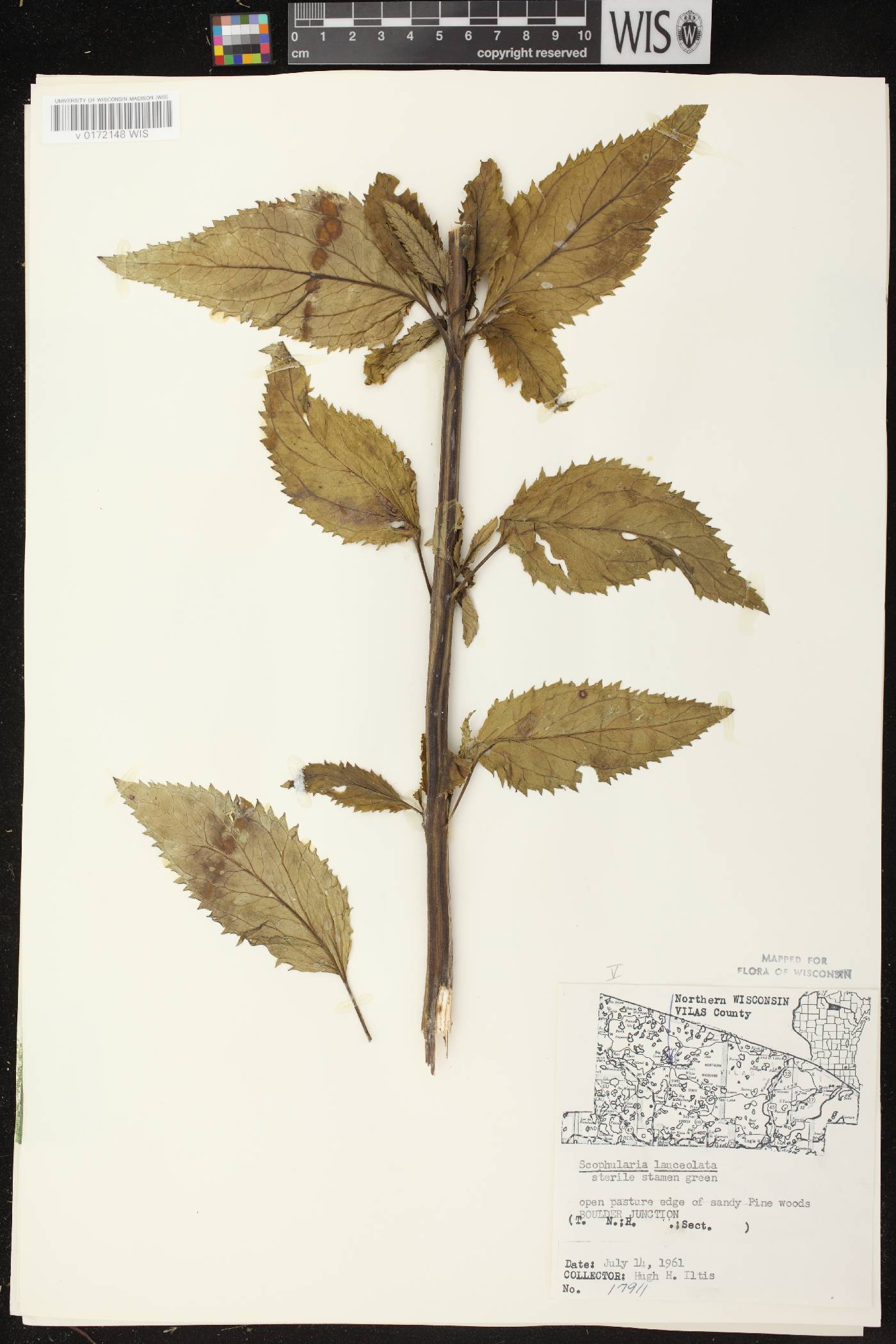 Scrophularia lanceolata image