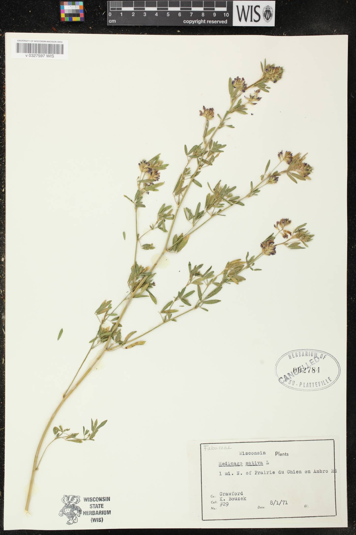 Medicago sativa image