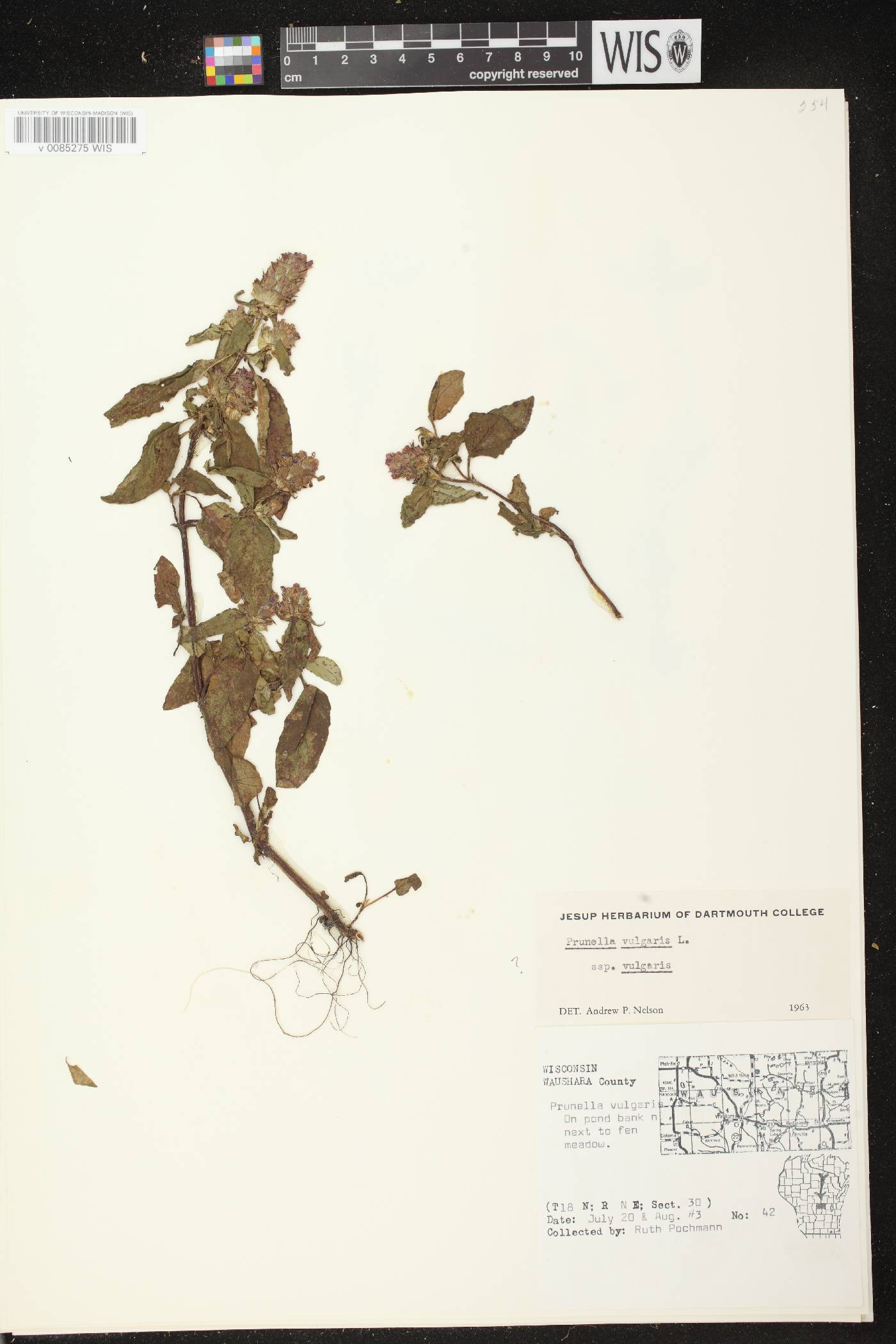 Prunella vulgaris image