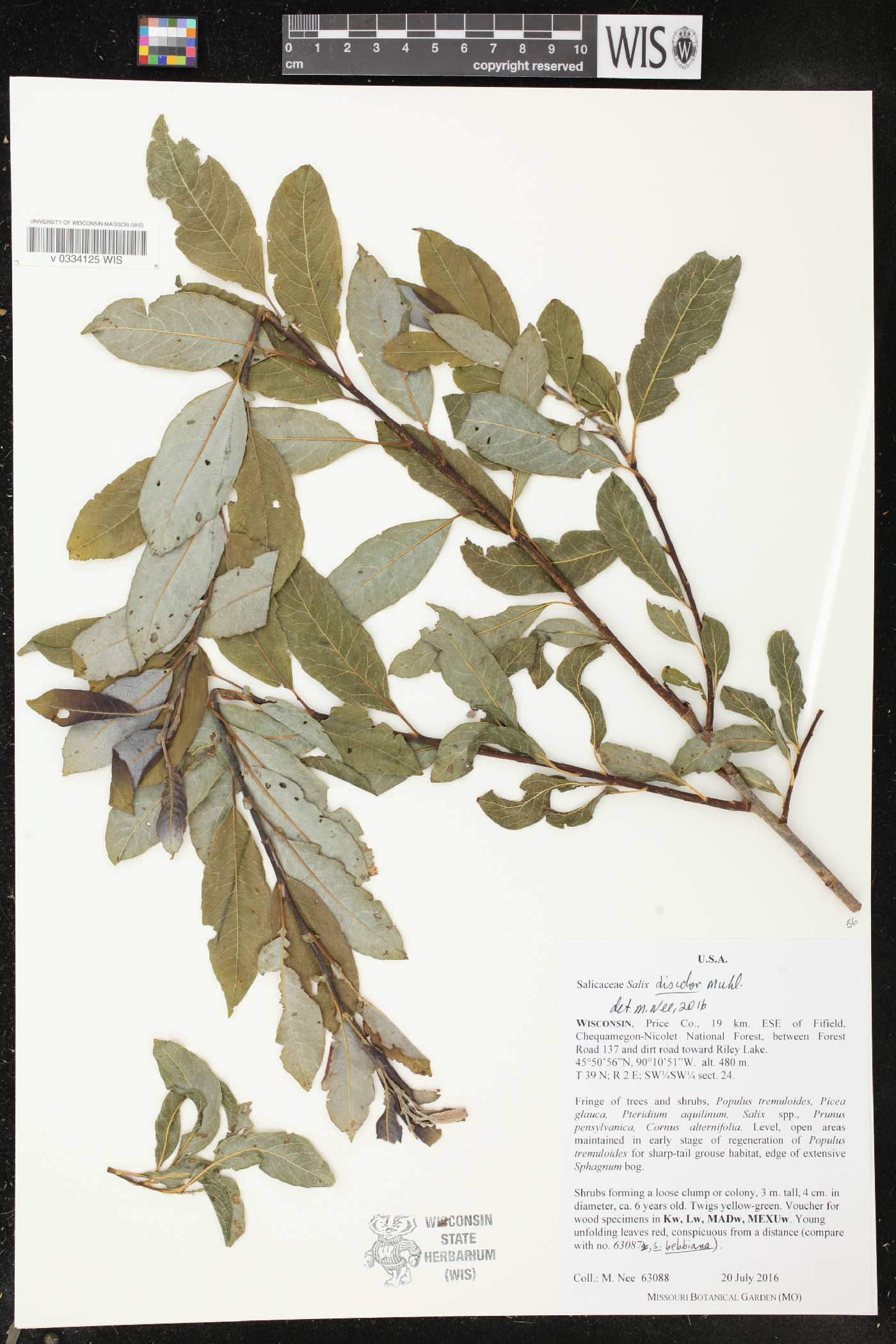 Salix discolor image