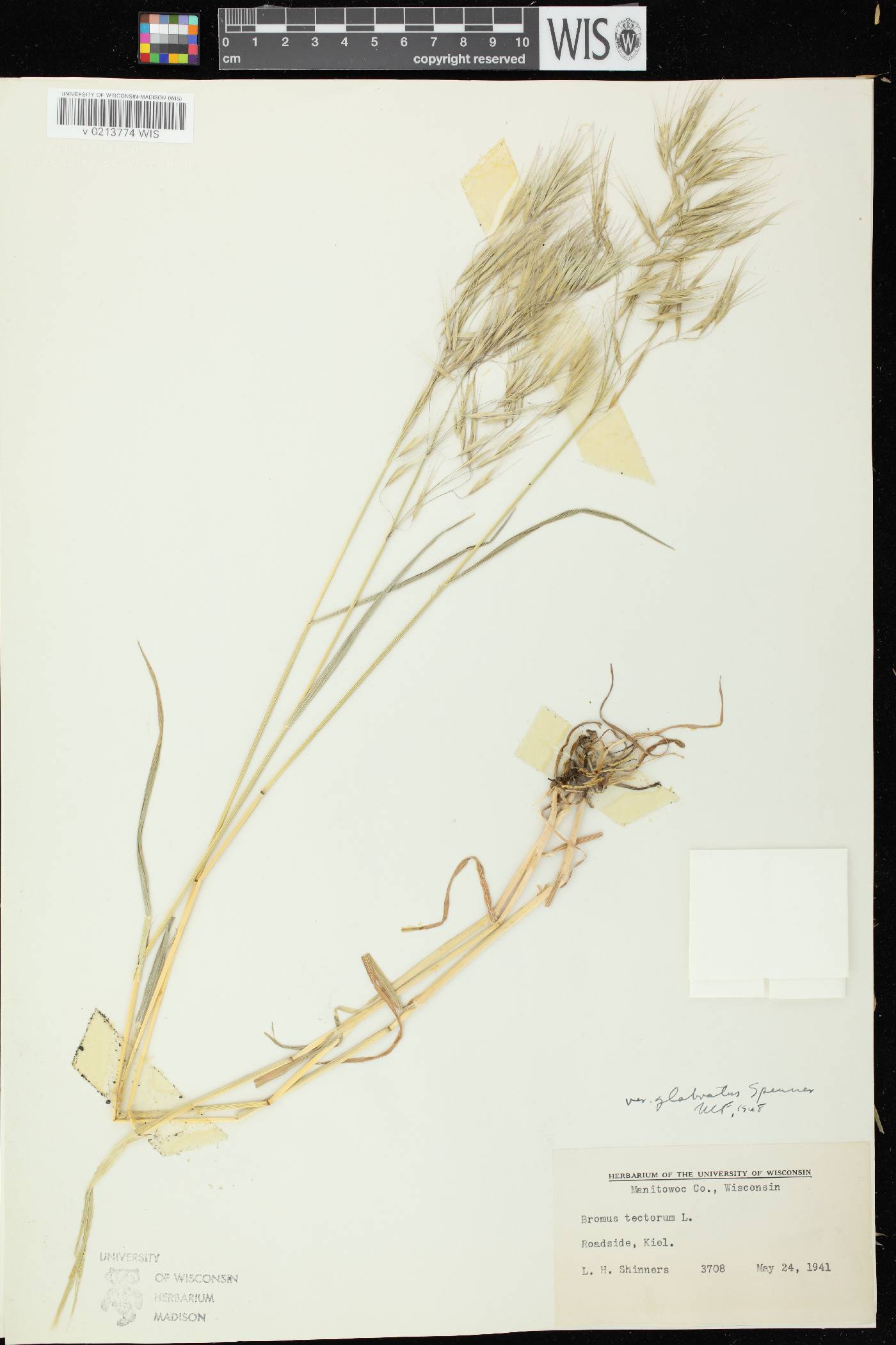 Bromus tectorum image