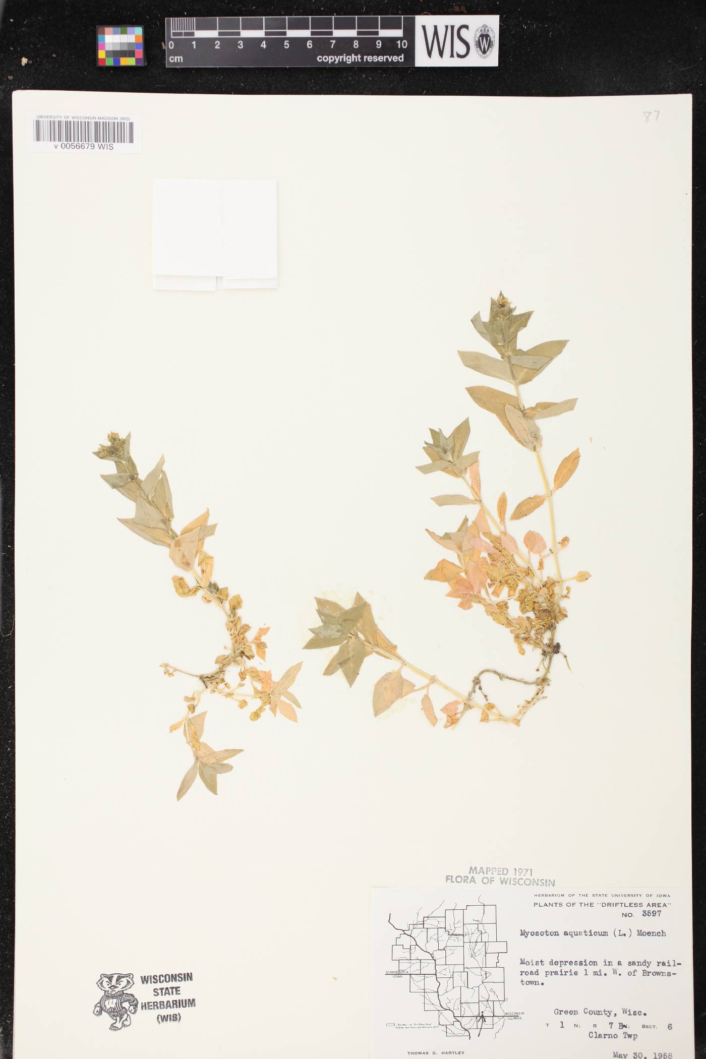 Myosoton aquaticum image