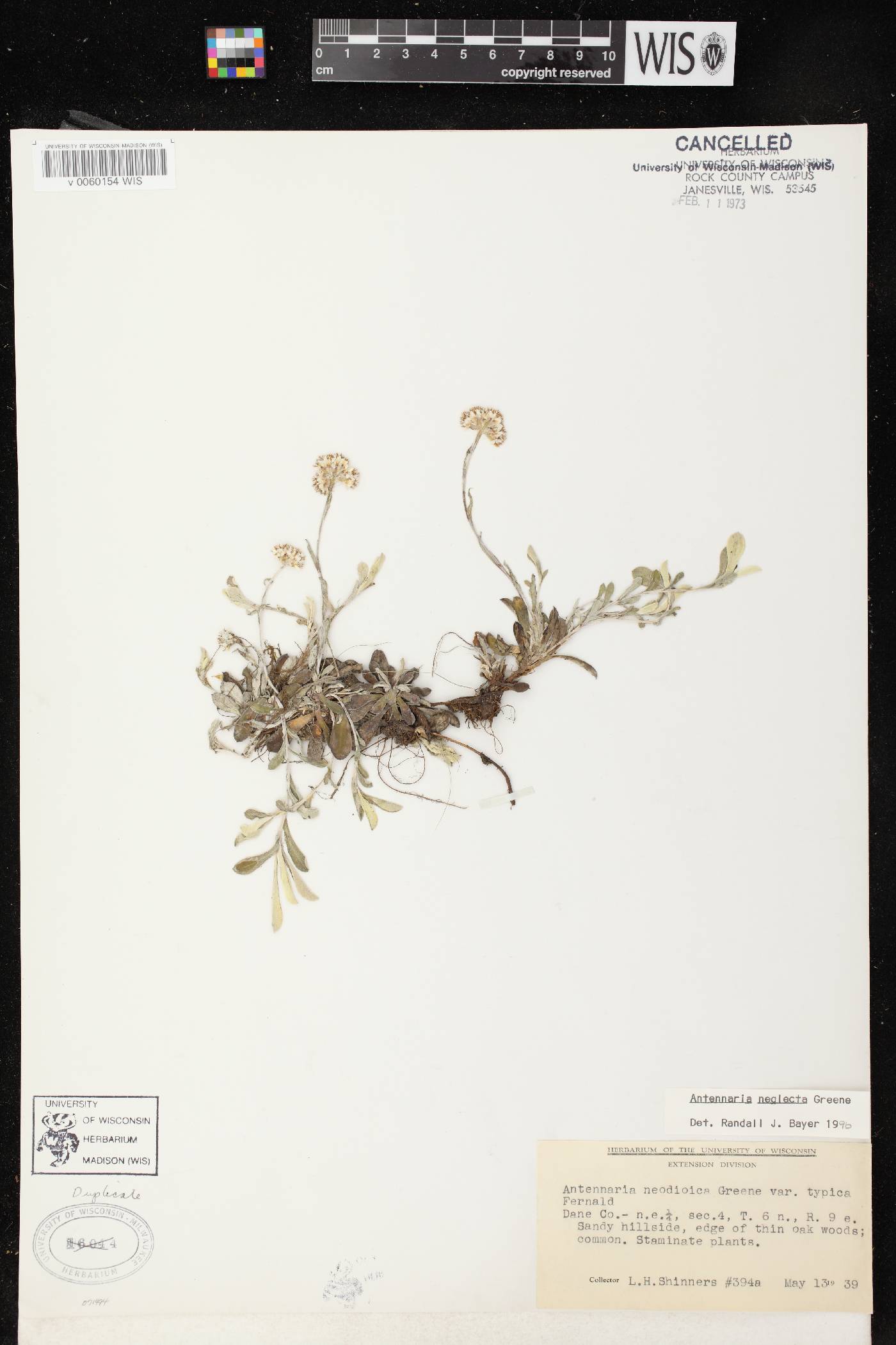 Antennaria neglecta image