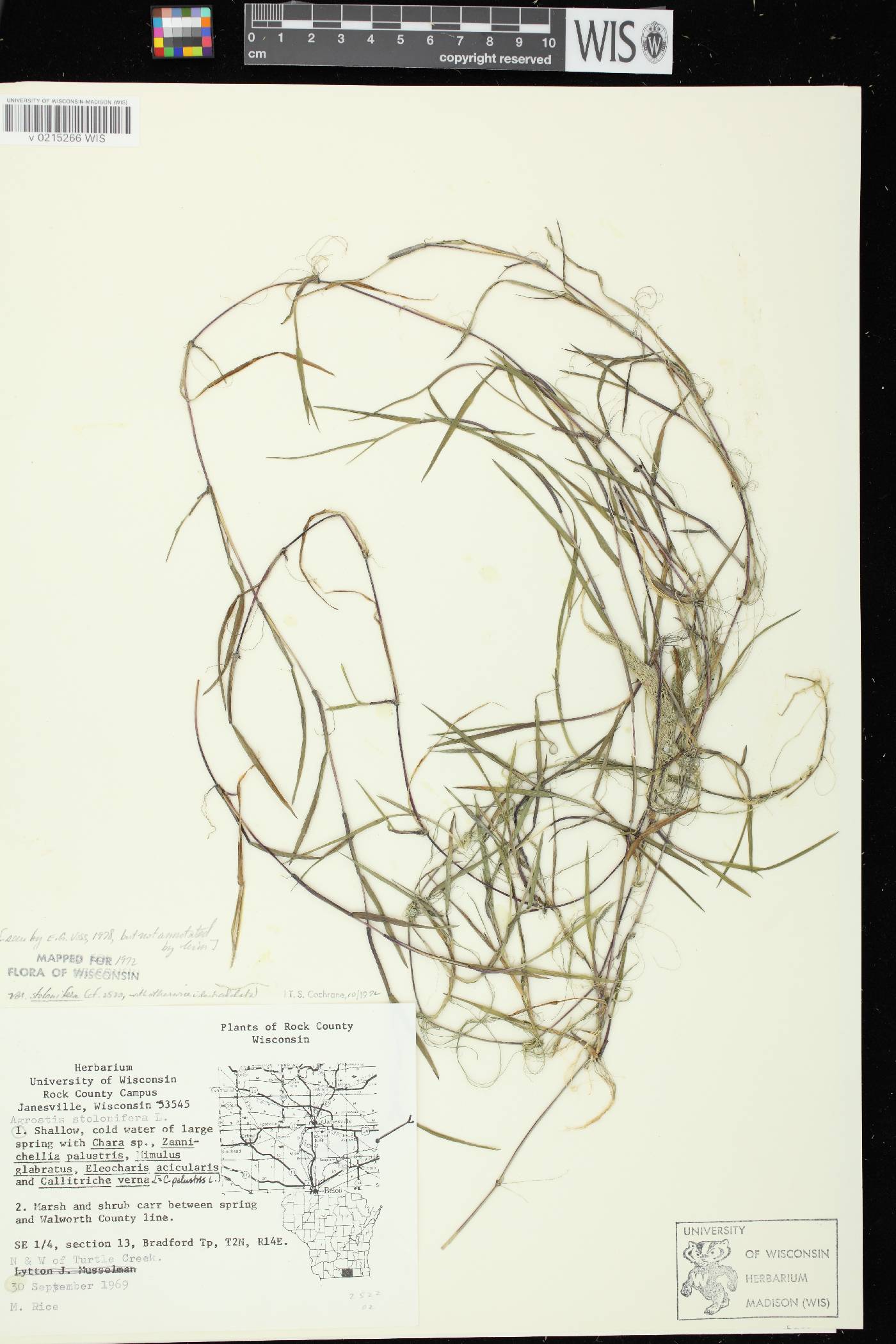 Agrostis stolonifera image