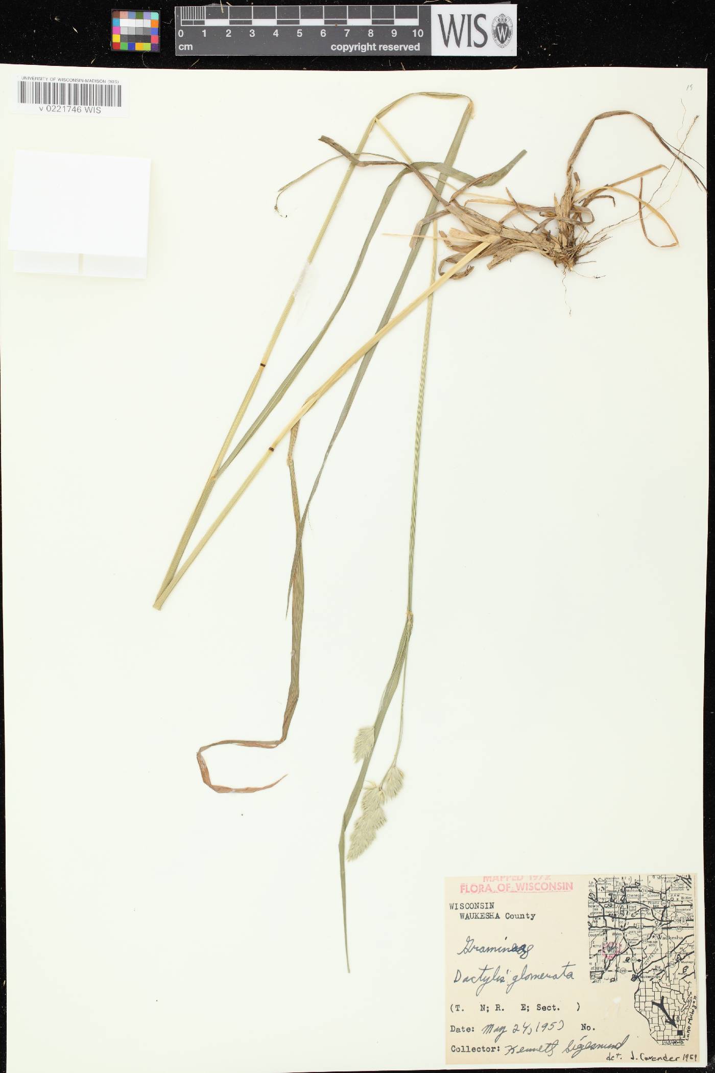 Dactylis glomerata image