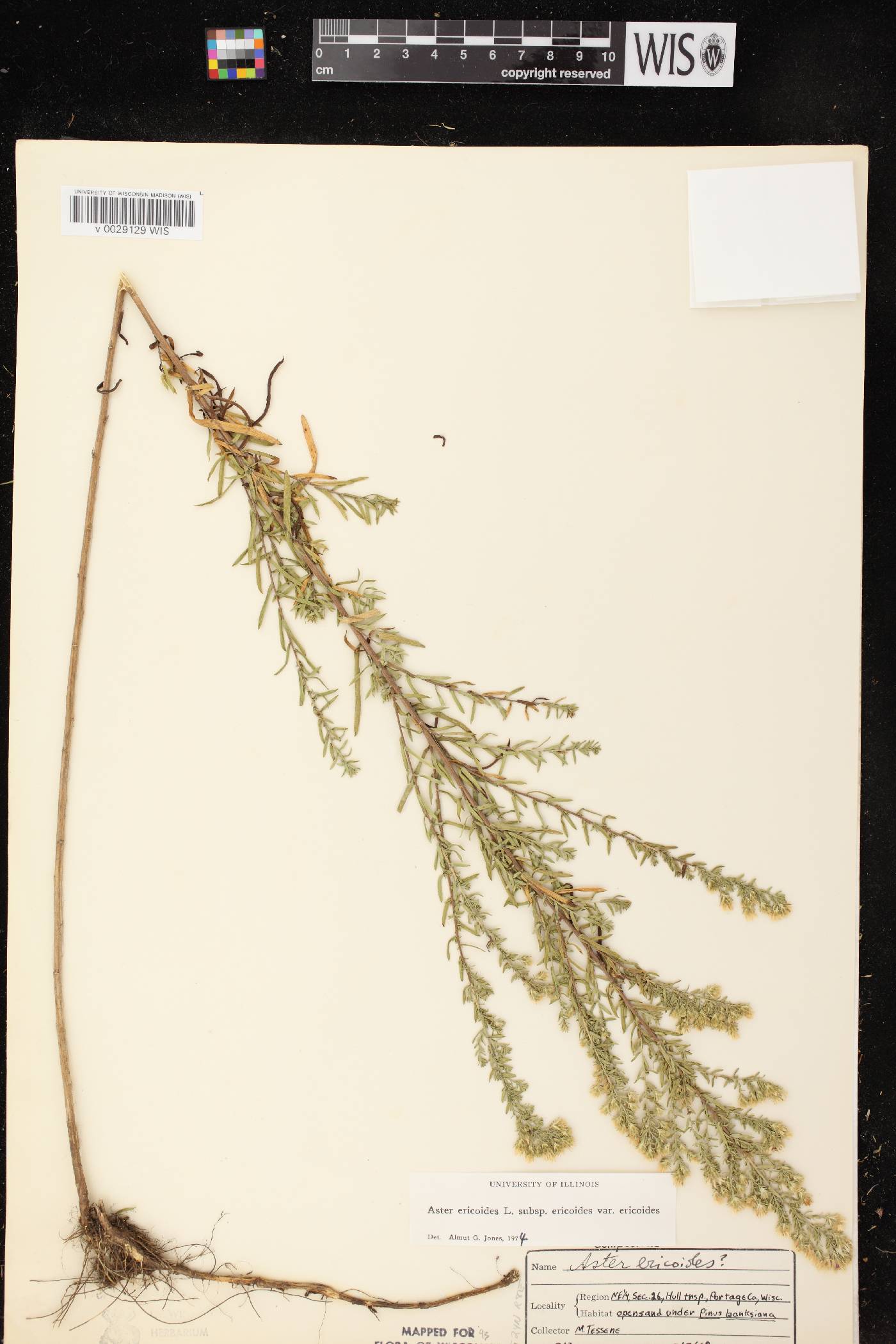 Symphyotrichum ericoides var. ericoides image