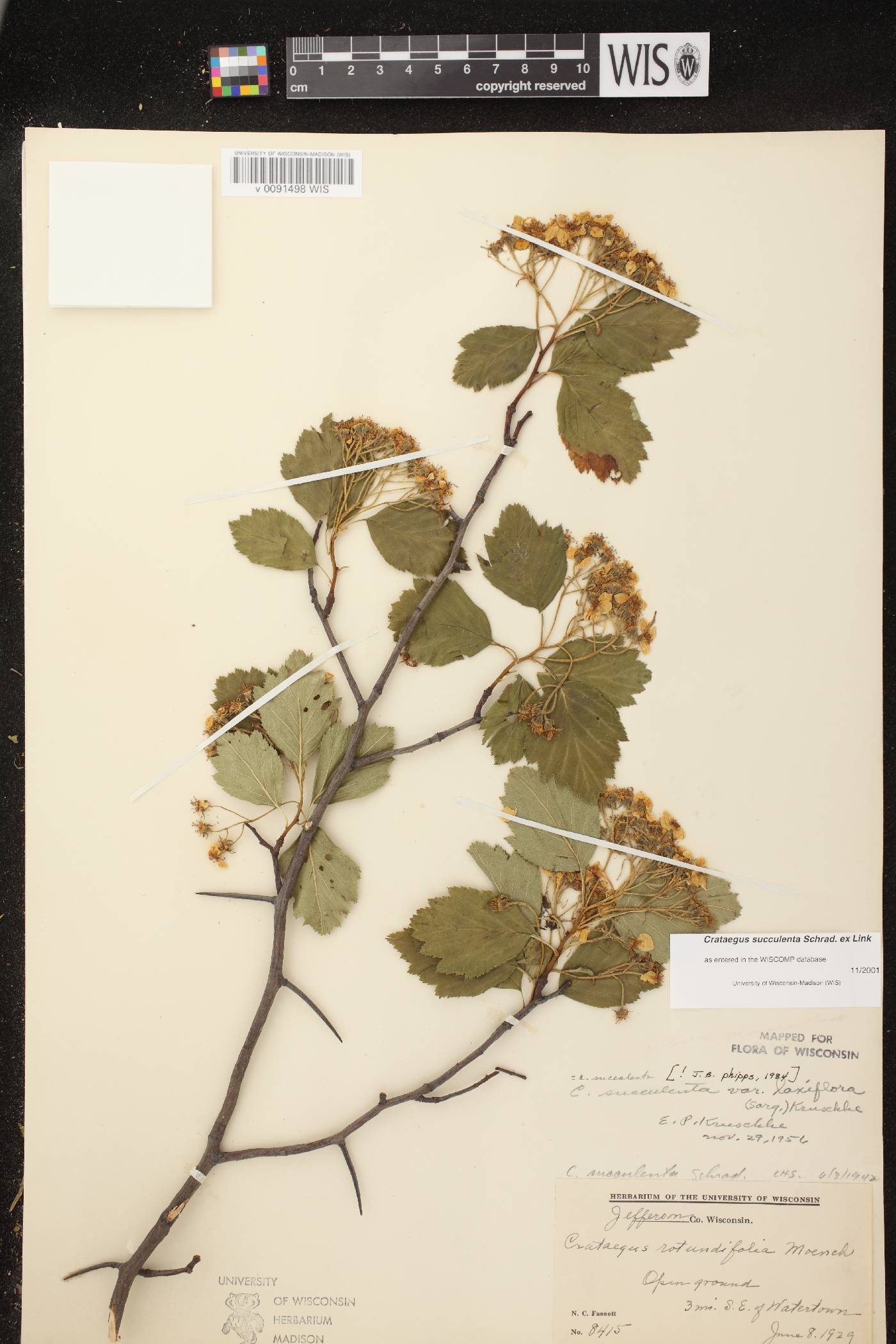 Crataegus succulenta image