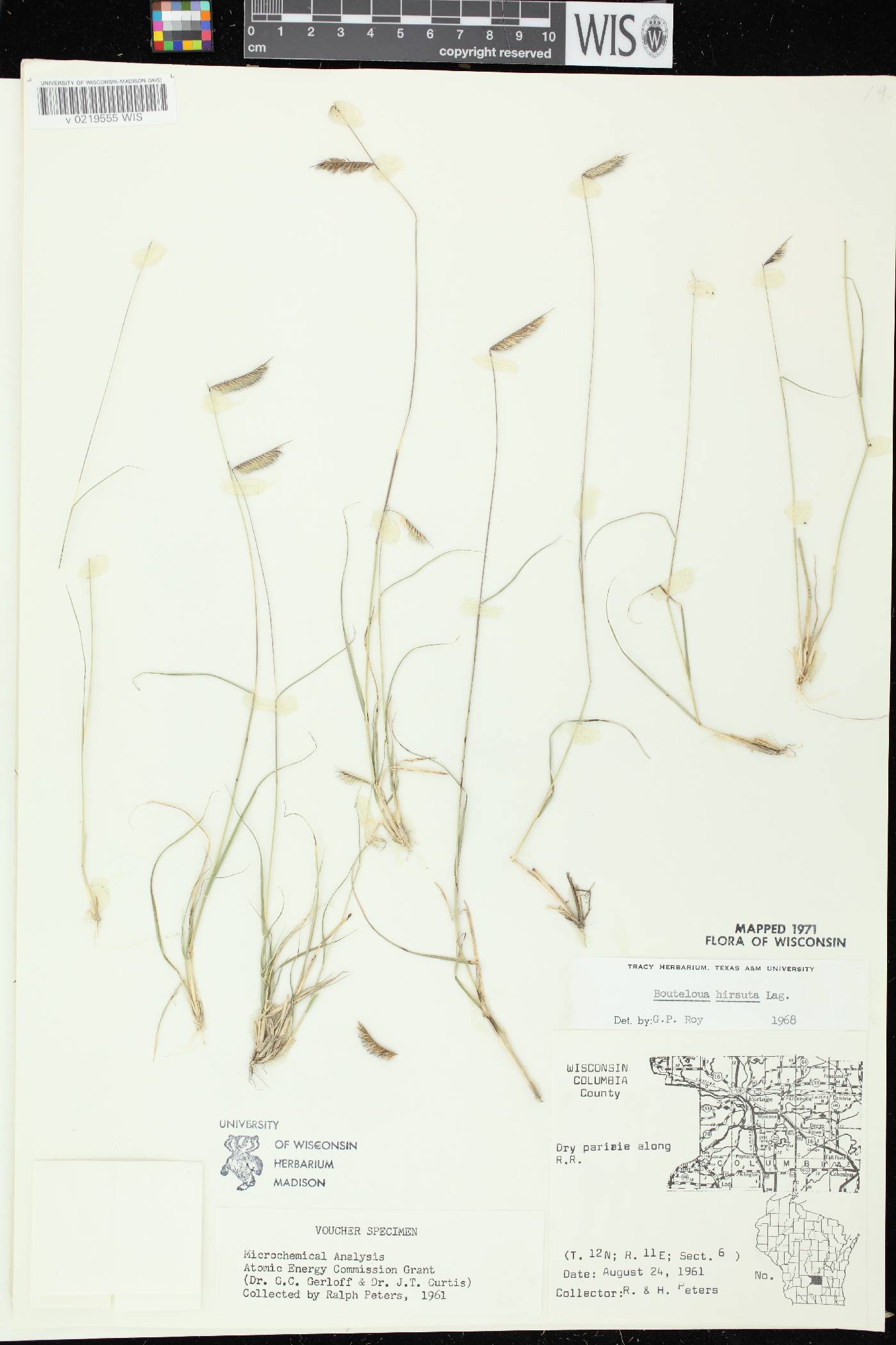 Bouteloua hirsuta image