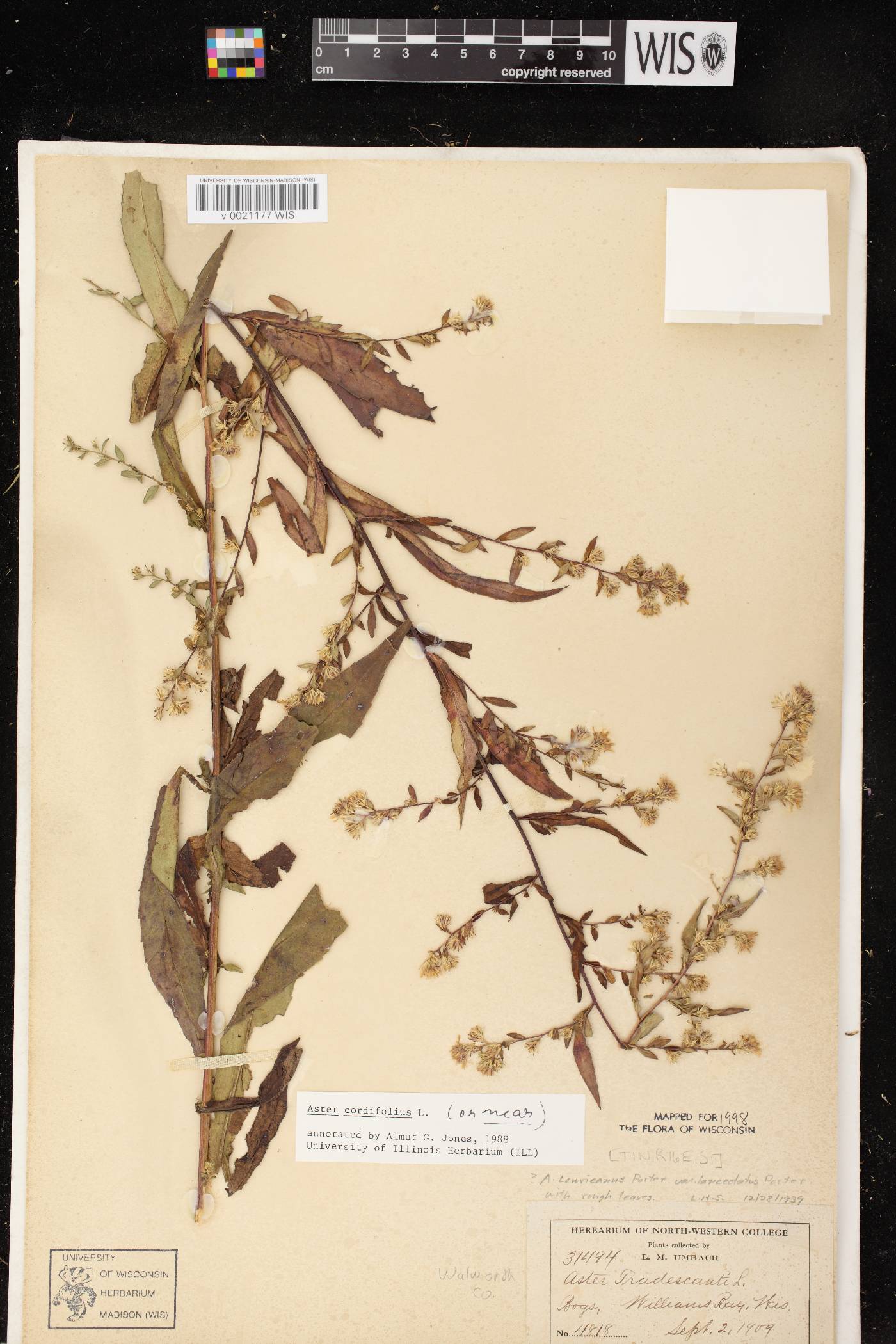 Symphyotrichum cordifolium image