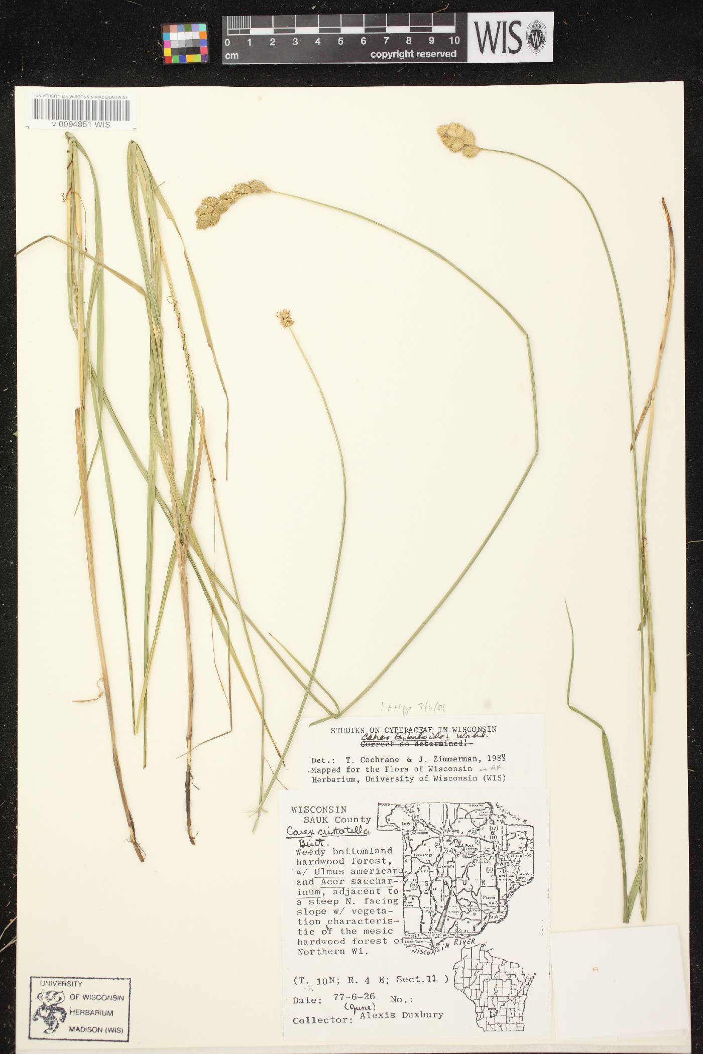 Carex tribuloides var. tribuloides image
