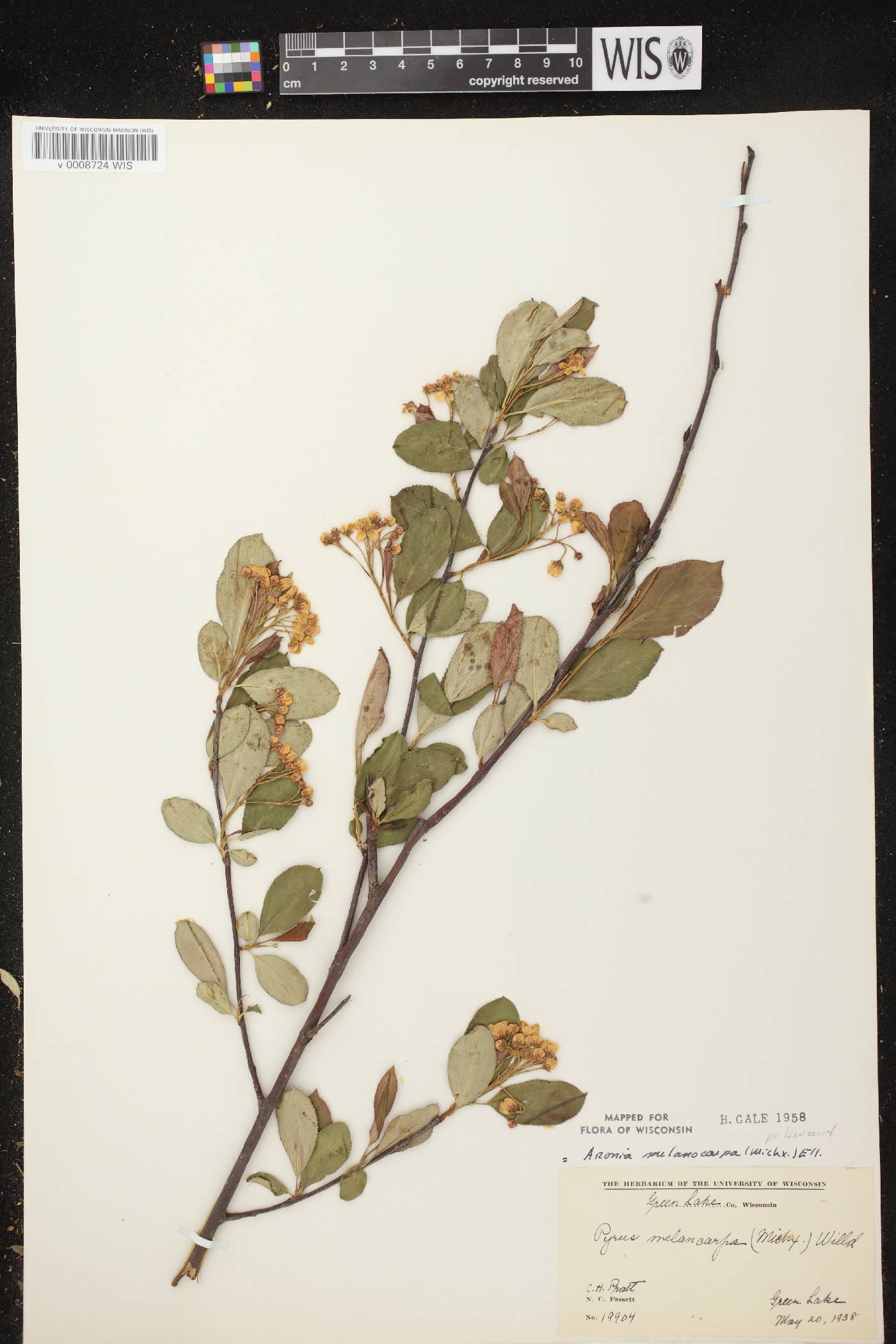Aronia melanocarpa image