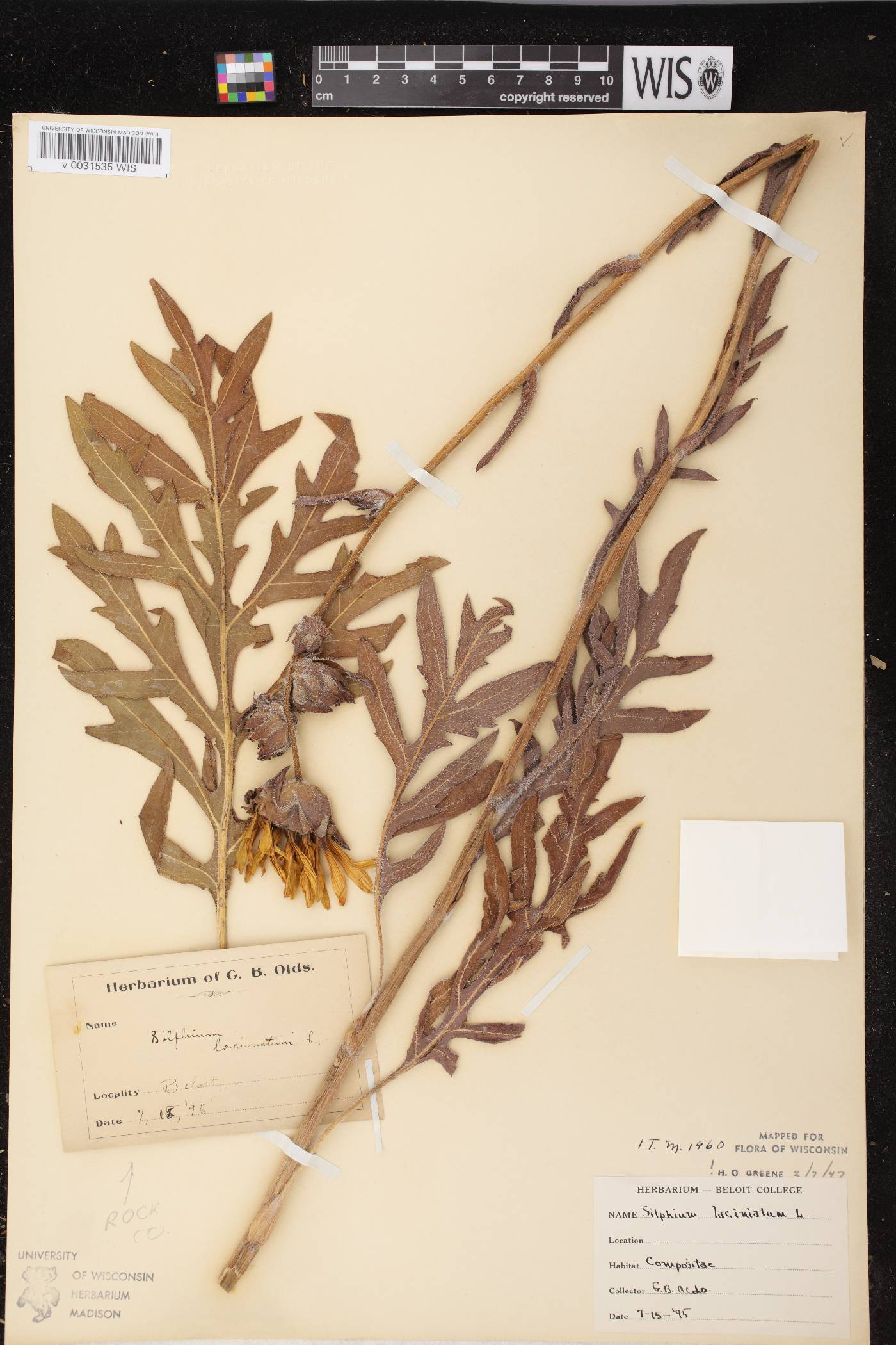 Silphium laciniatum image