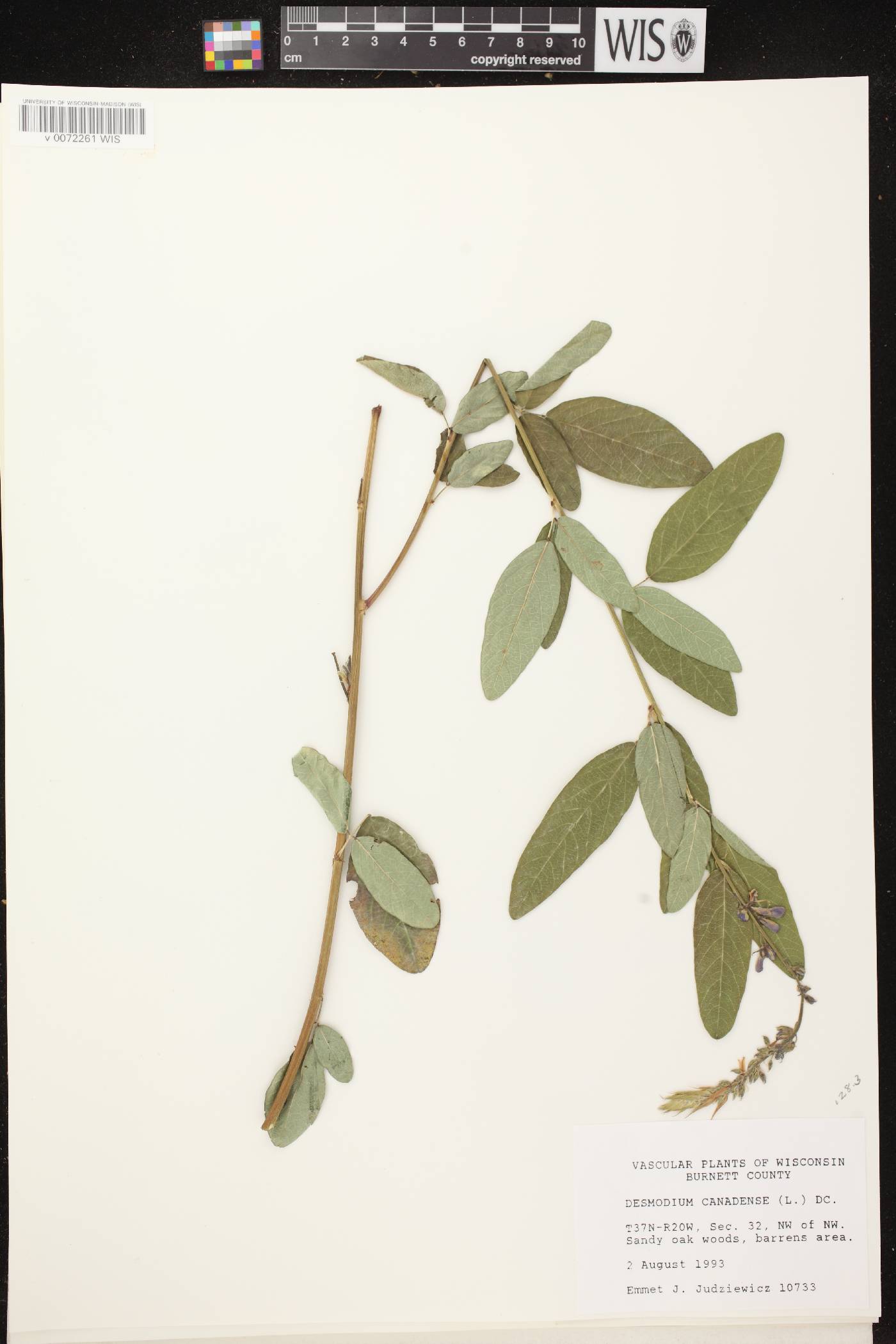 Desmodium canadense image