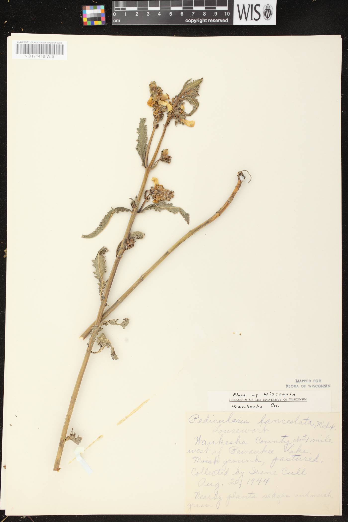 Pedicularis lanceolata image
