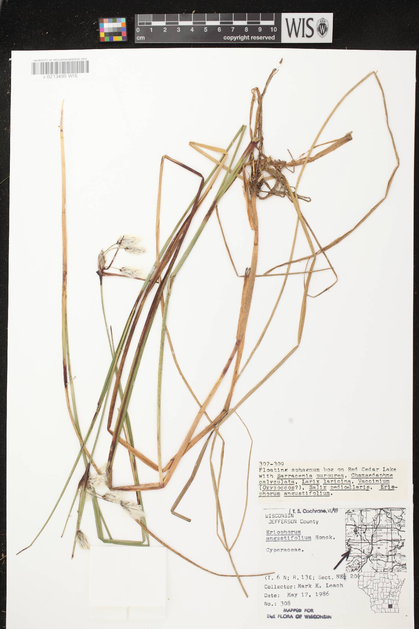 Eriophorum angustifolium image