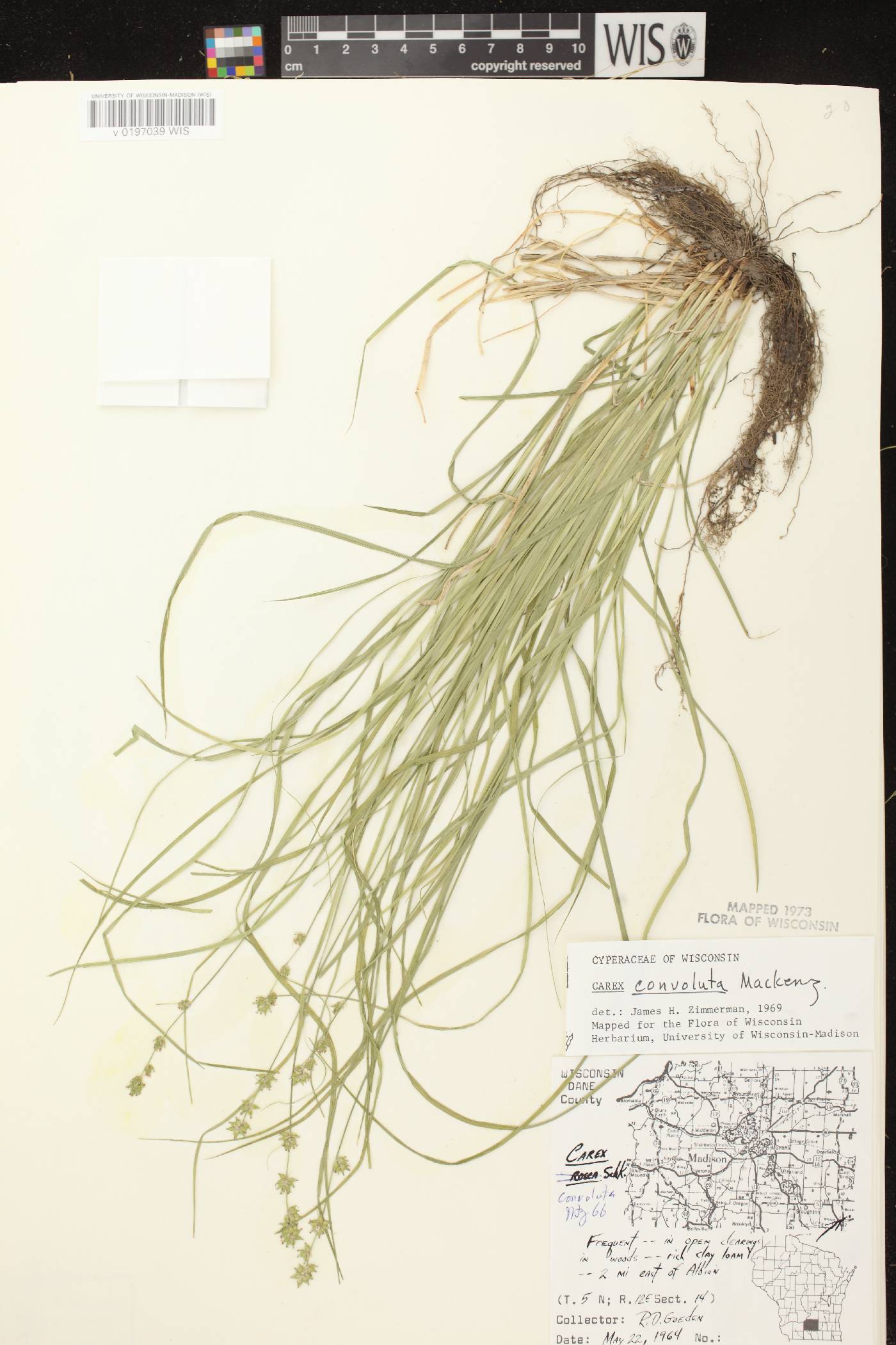 Carex rosea image