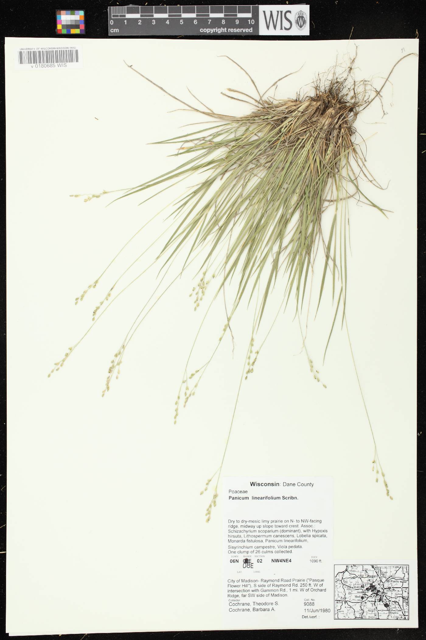 Dichanthelium linearifolium image
