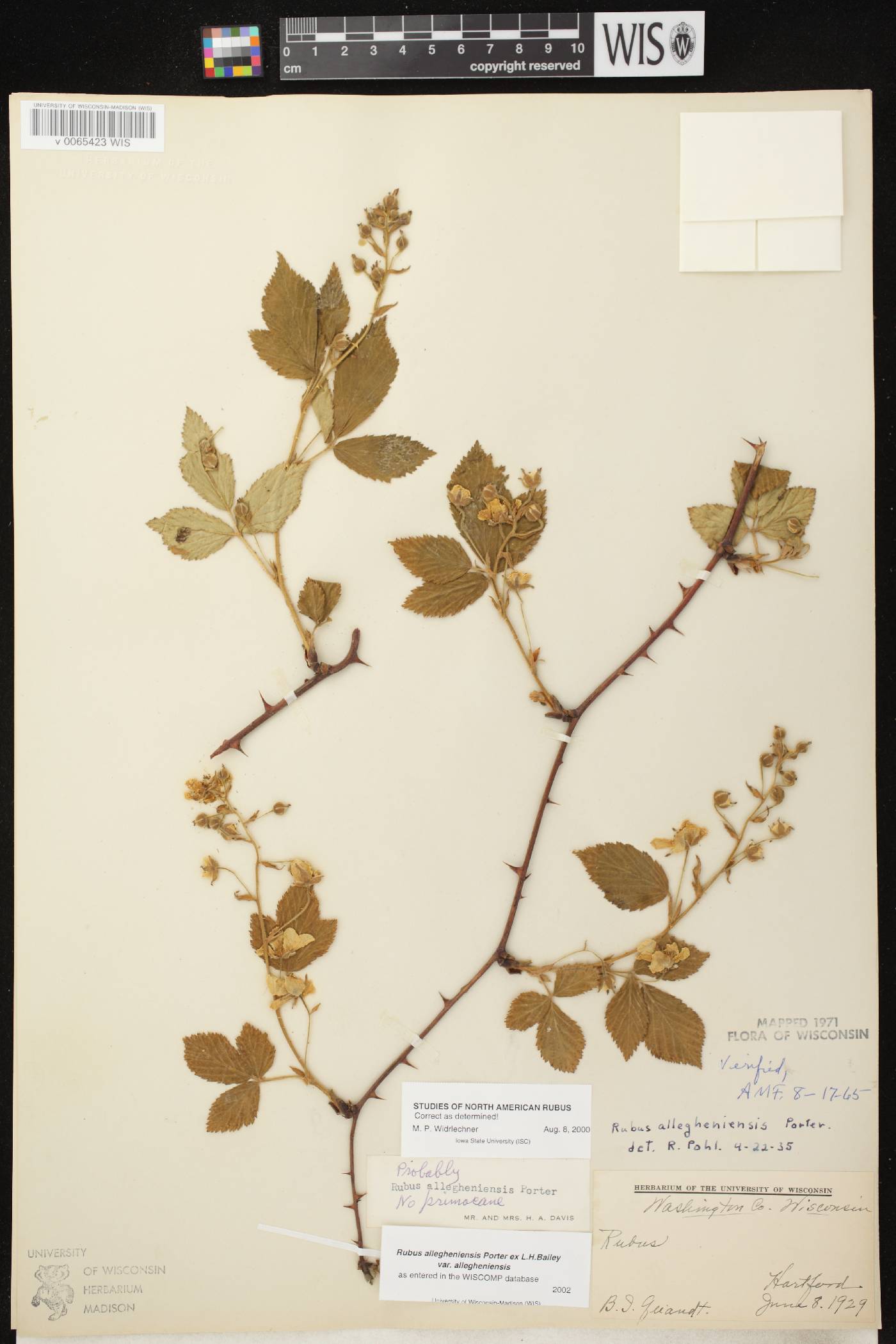Rubus allegheniensis image