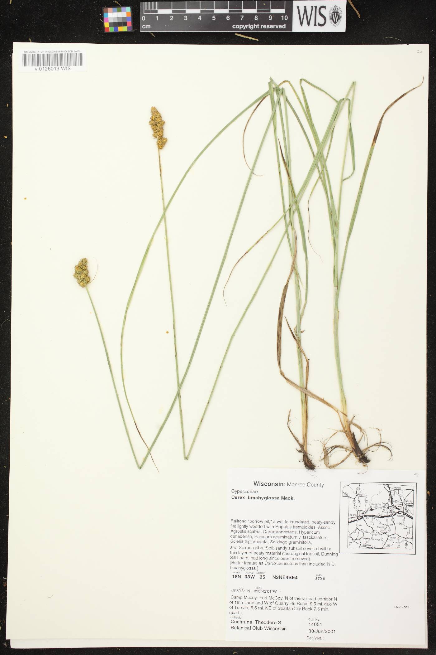 Carex annectens image