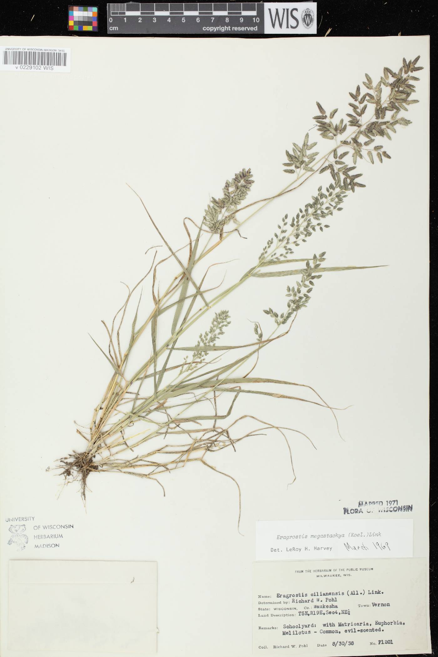 Eragrostis cilianensis image