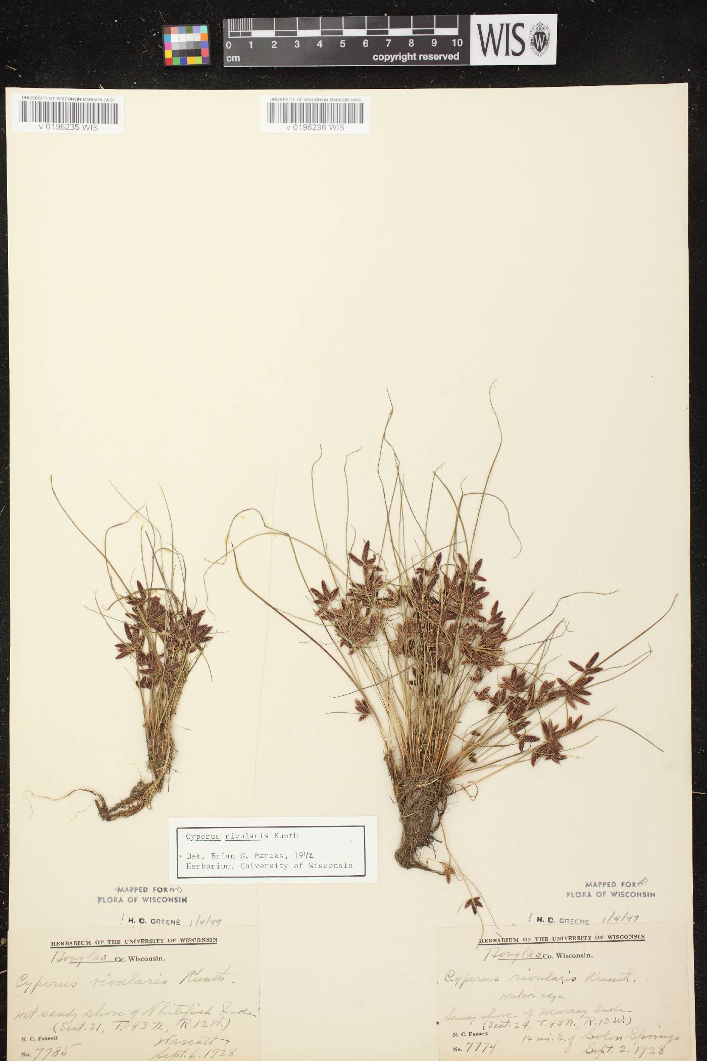 Cyperus bipartitus image