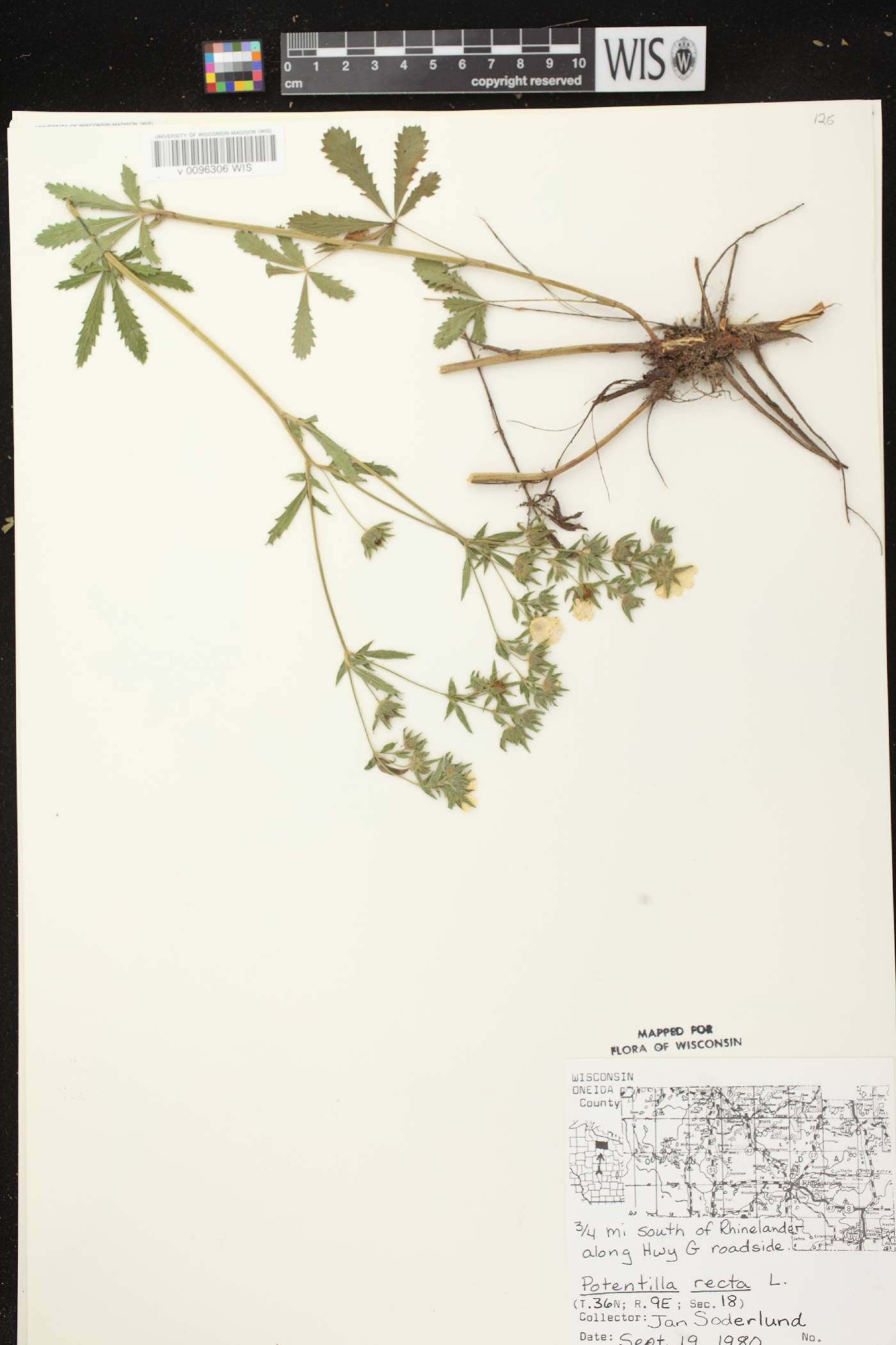Potentilla recta image