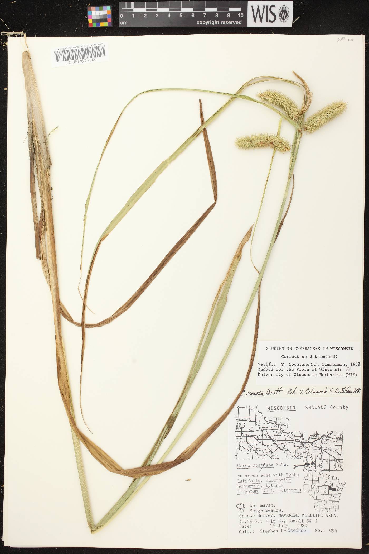 Carex comosa image
