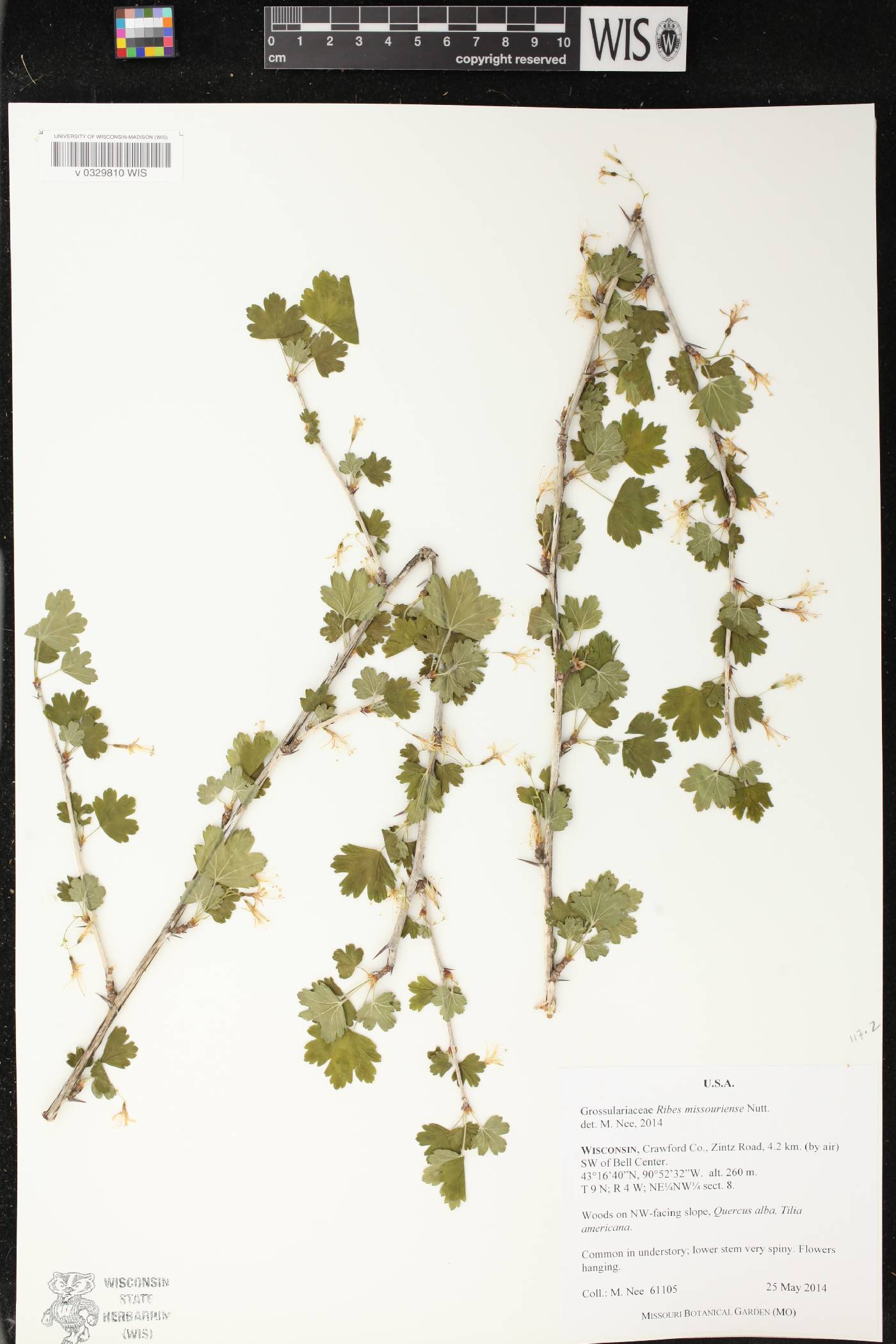 Ribes missouriense image