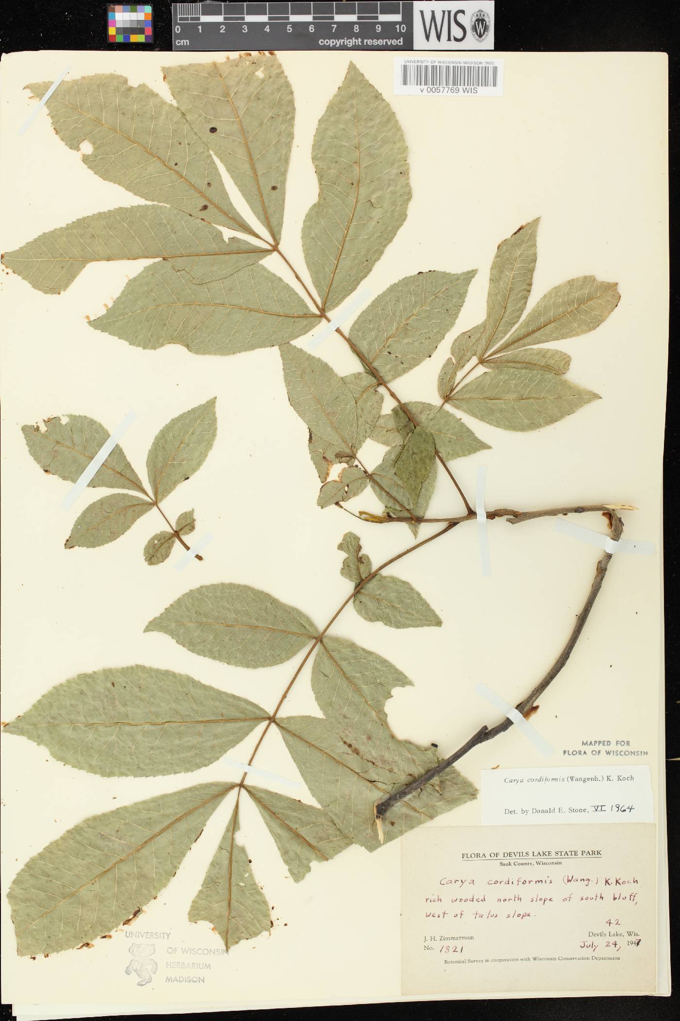 Carya cordiformis image