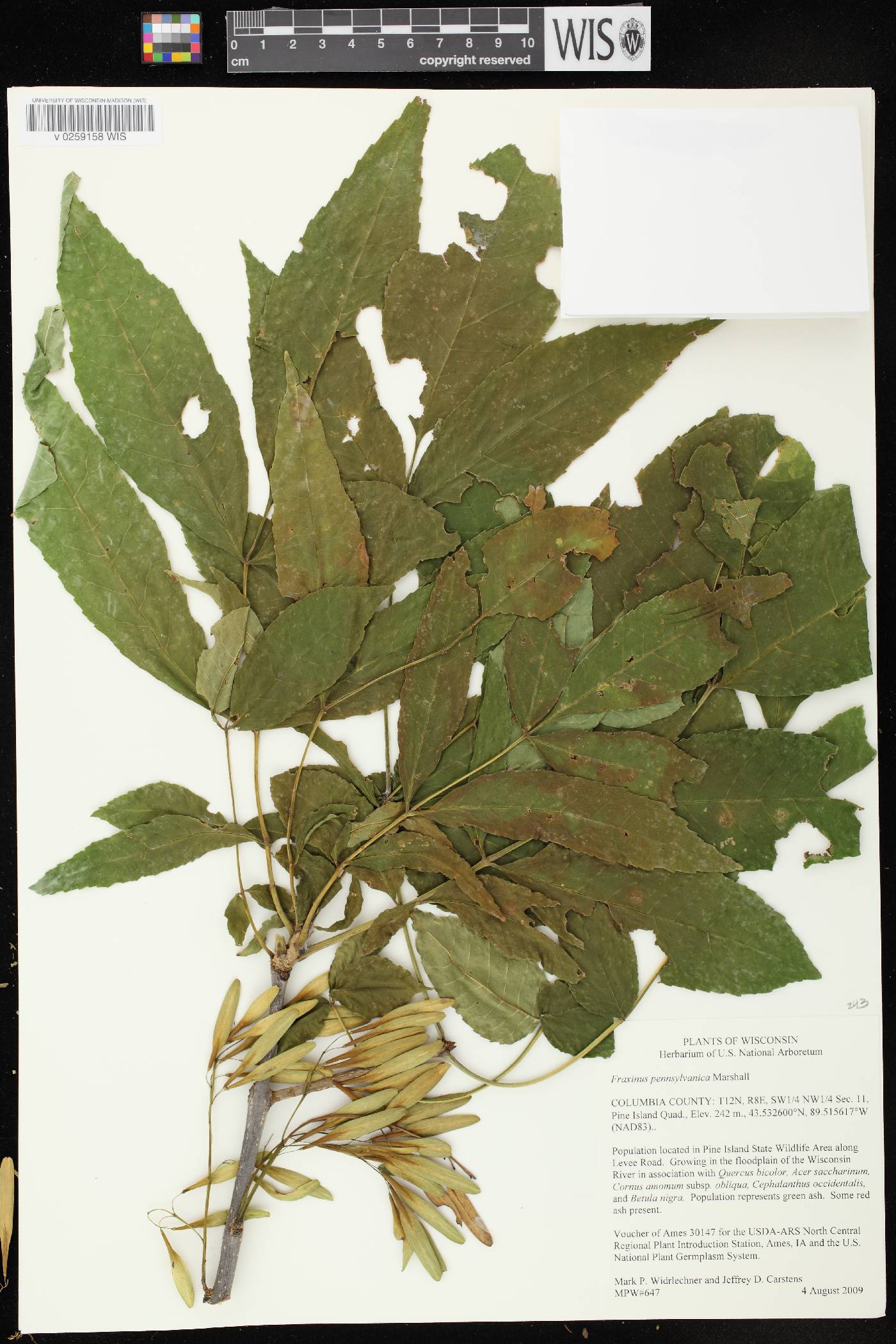 Fraxinus pennsylvanica image