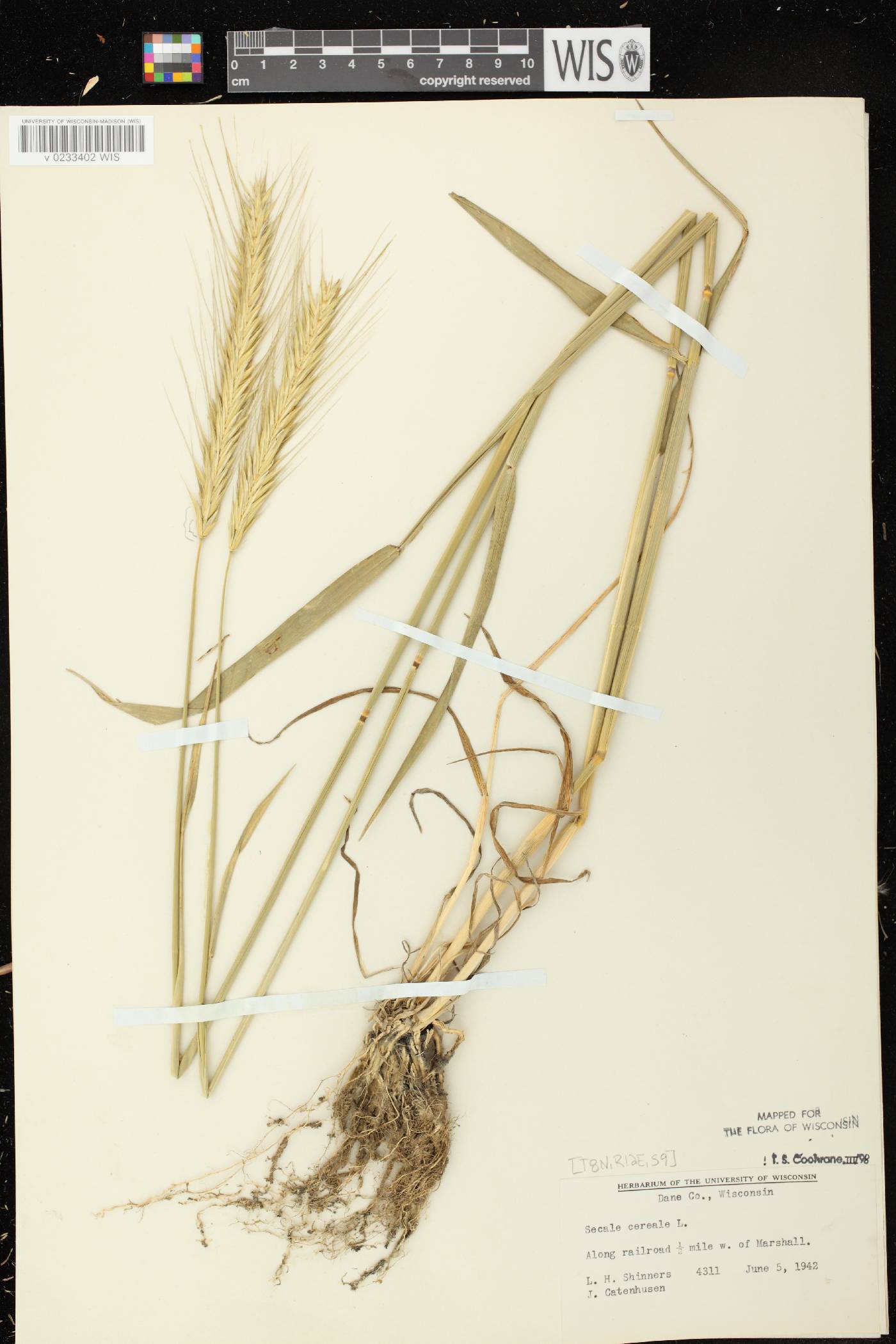 Secale cereale image