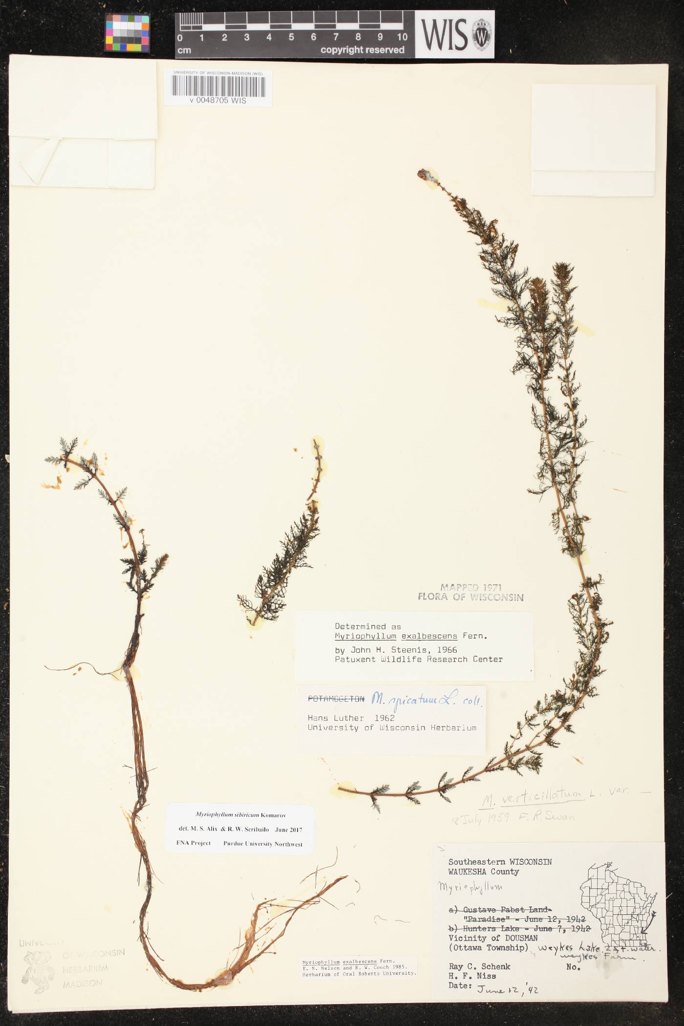 Myriophyllum sibiricum image