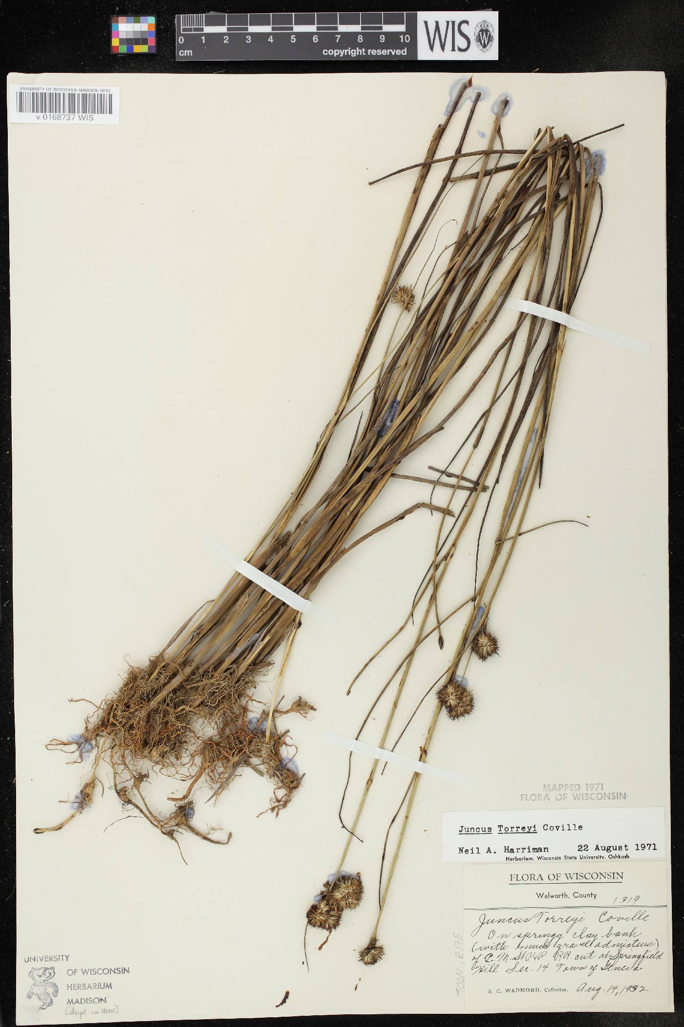 Juncus torreyi image