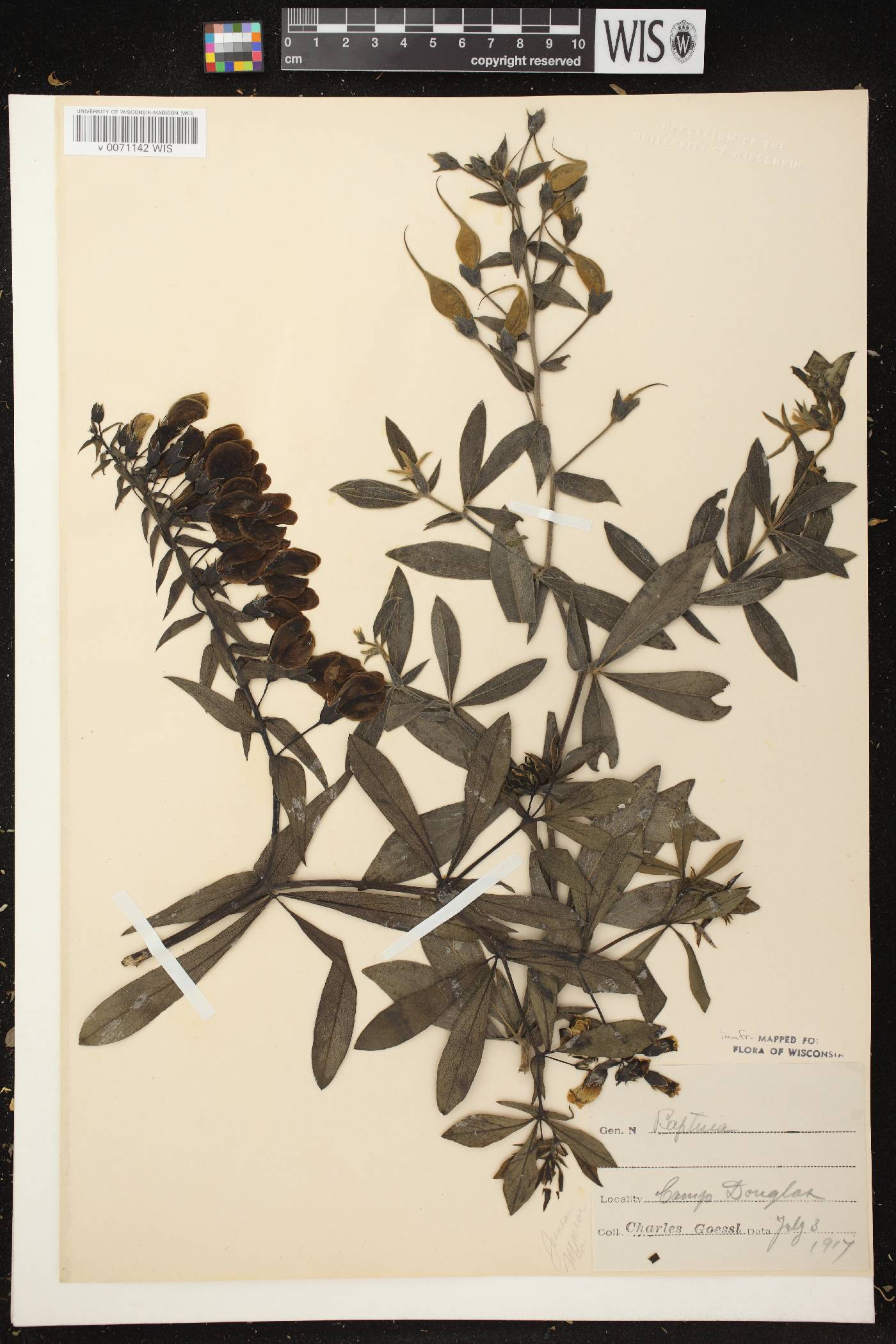 Baptisia leucophaea image