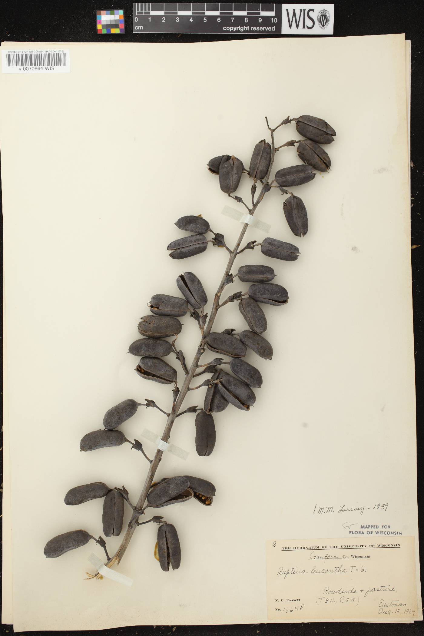Baptisia lactea image