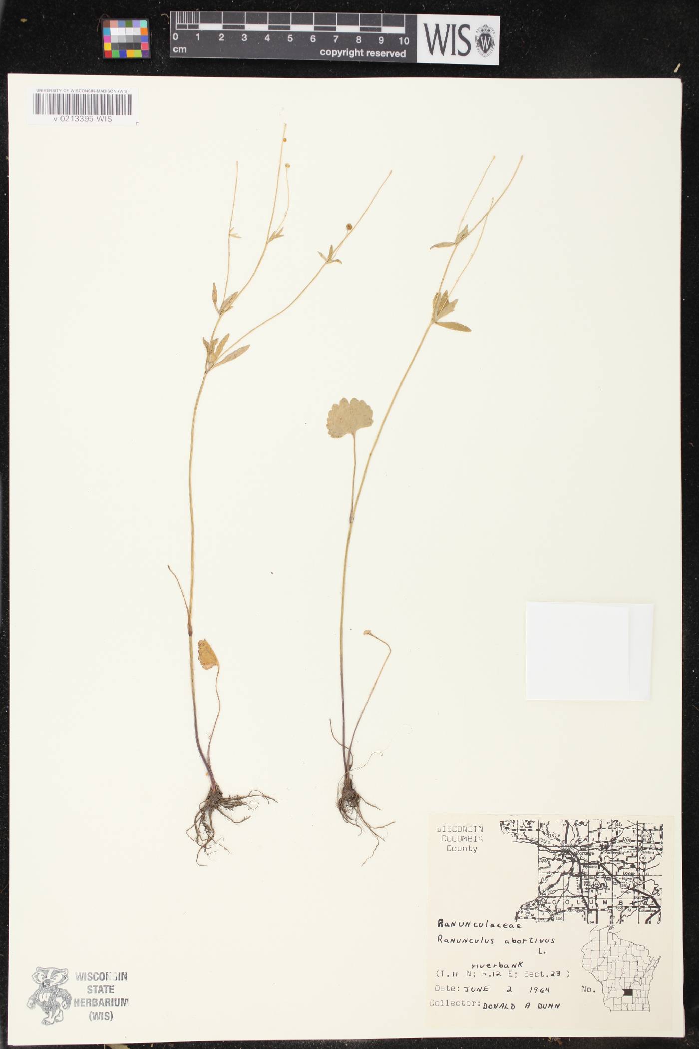 Ranunculus abortivus image