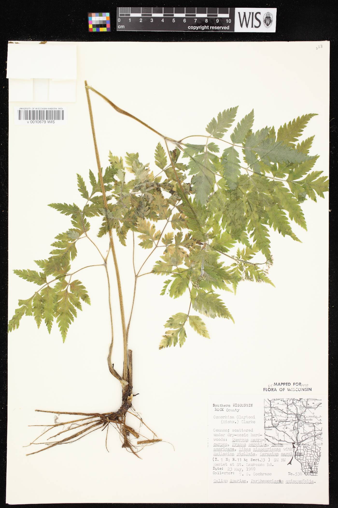 Osmorhiza claytonii image