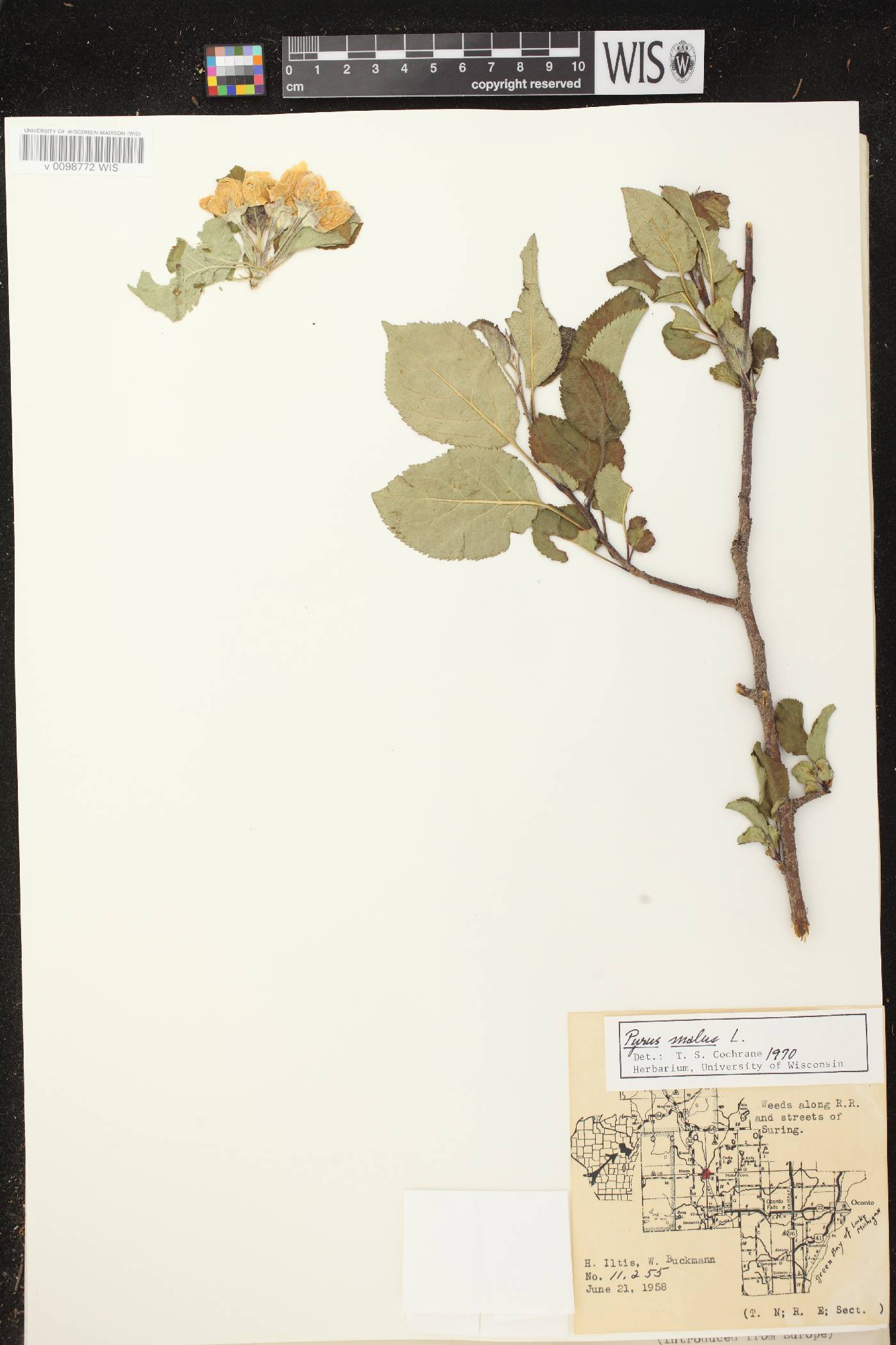 Malus pumila image