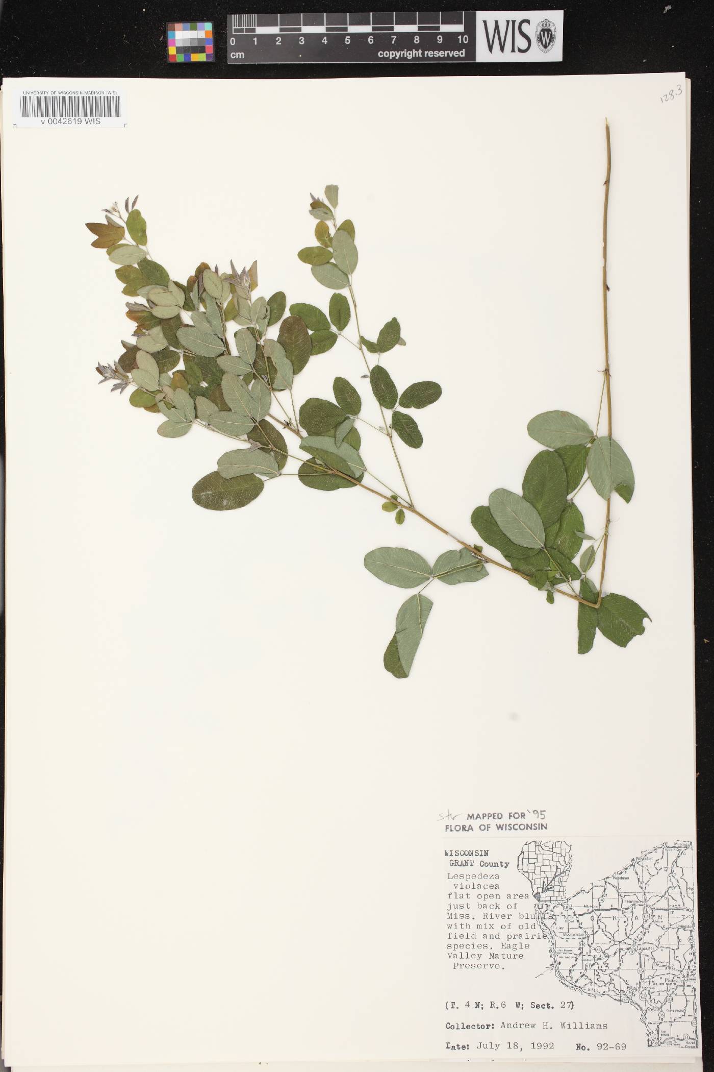 Lespedeza violacea image