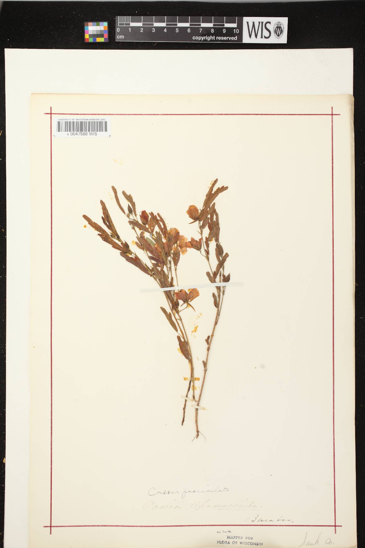 Chamaecrista fasciculata image
