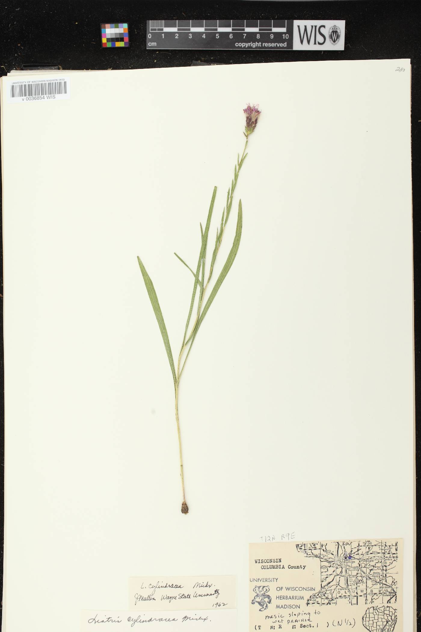 Liatris cylindracea image