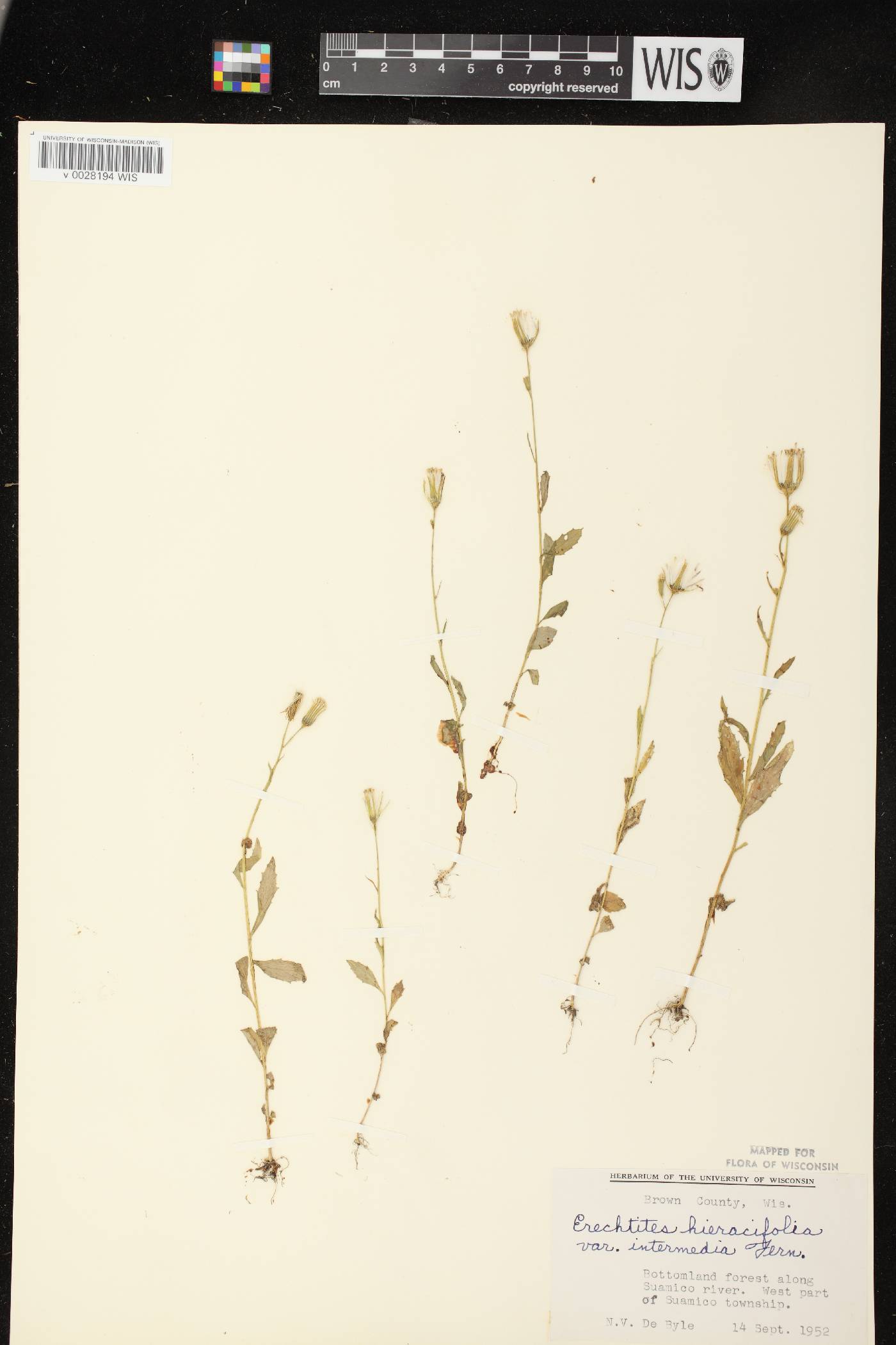 Erechtites hieracifolius image