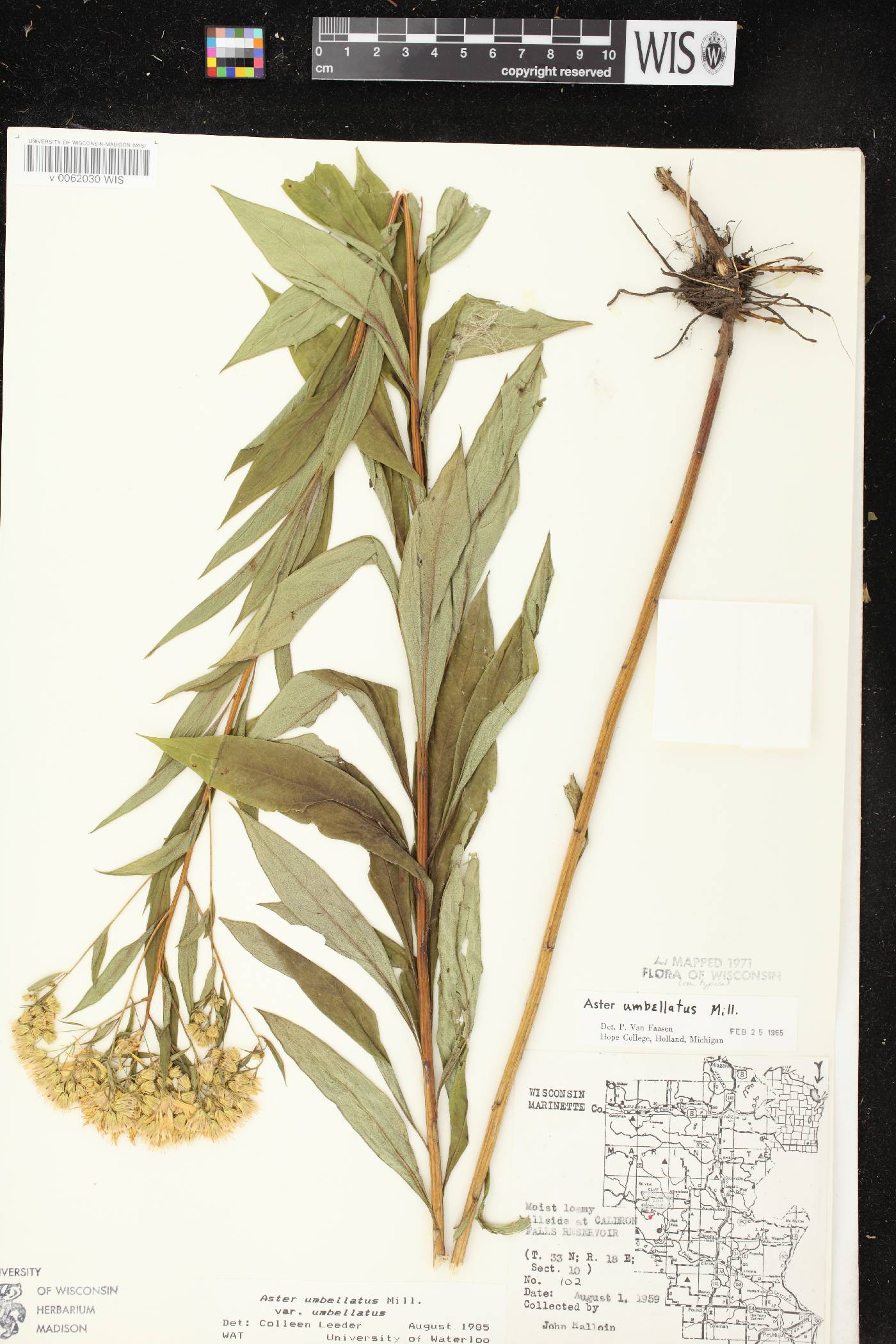 Doellingeria umbellata var. umbellata image
